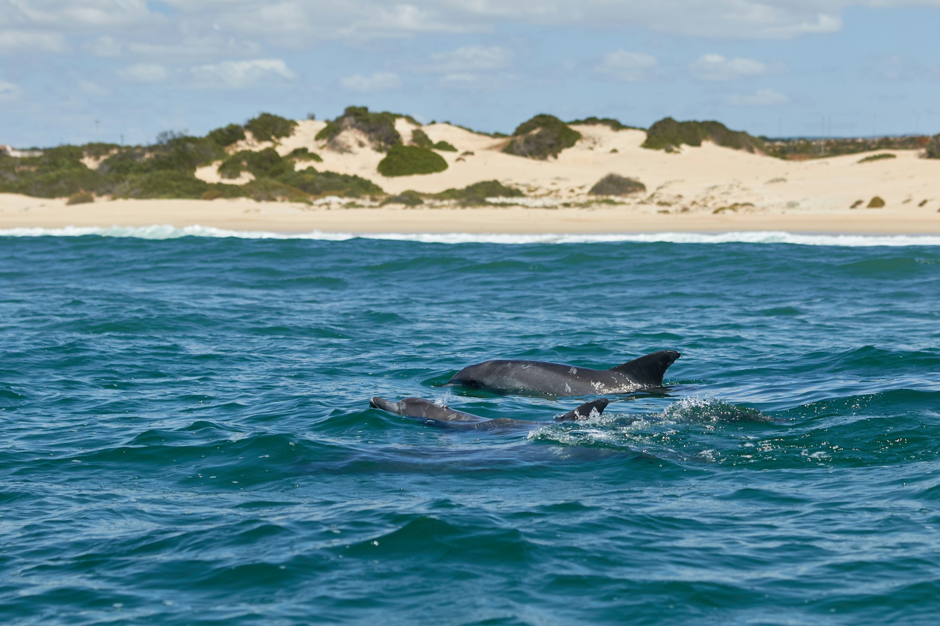 Bottlenose dolphins swimming near Kings Beach, backed by a sandy beach