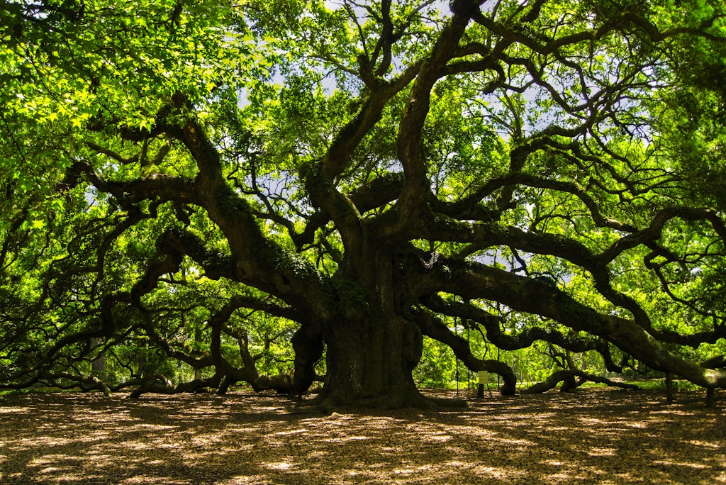 Free things to do in Charleston, SC - Lonely Planet