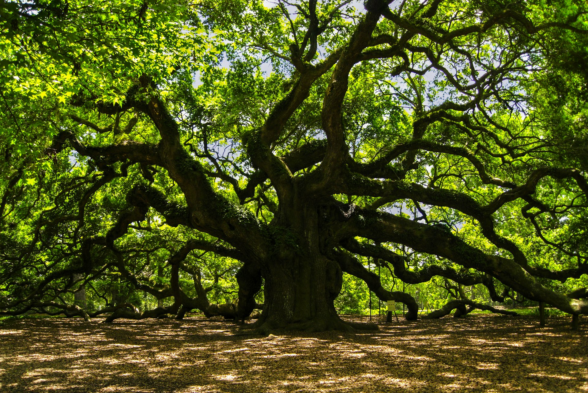 Angel Oak on John's Island near Charleston, South Carolina, USA.  At 1500 years old, it is believed to be the oldest living tree east of the Rockies.