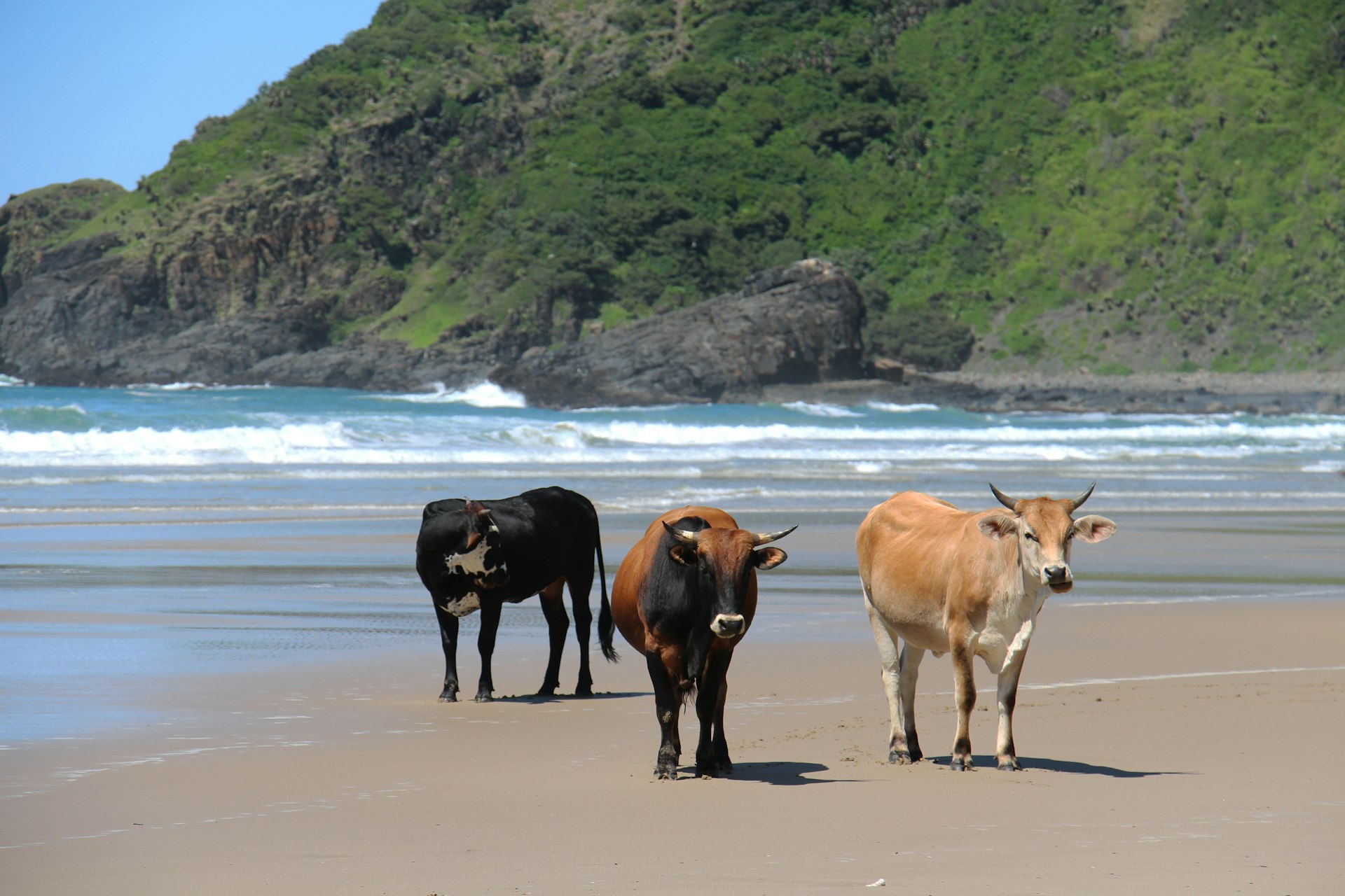 Three brown cows on the sandy Second Beach in South Africa