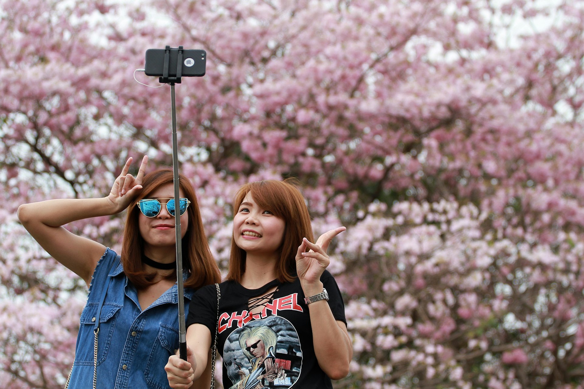 Two Thai women use a selfie stick to take a photo of the beautiful blossoming pink trumpet trees in Chatuchak Park, Bangkok.