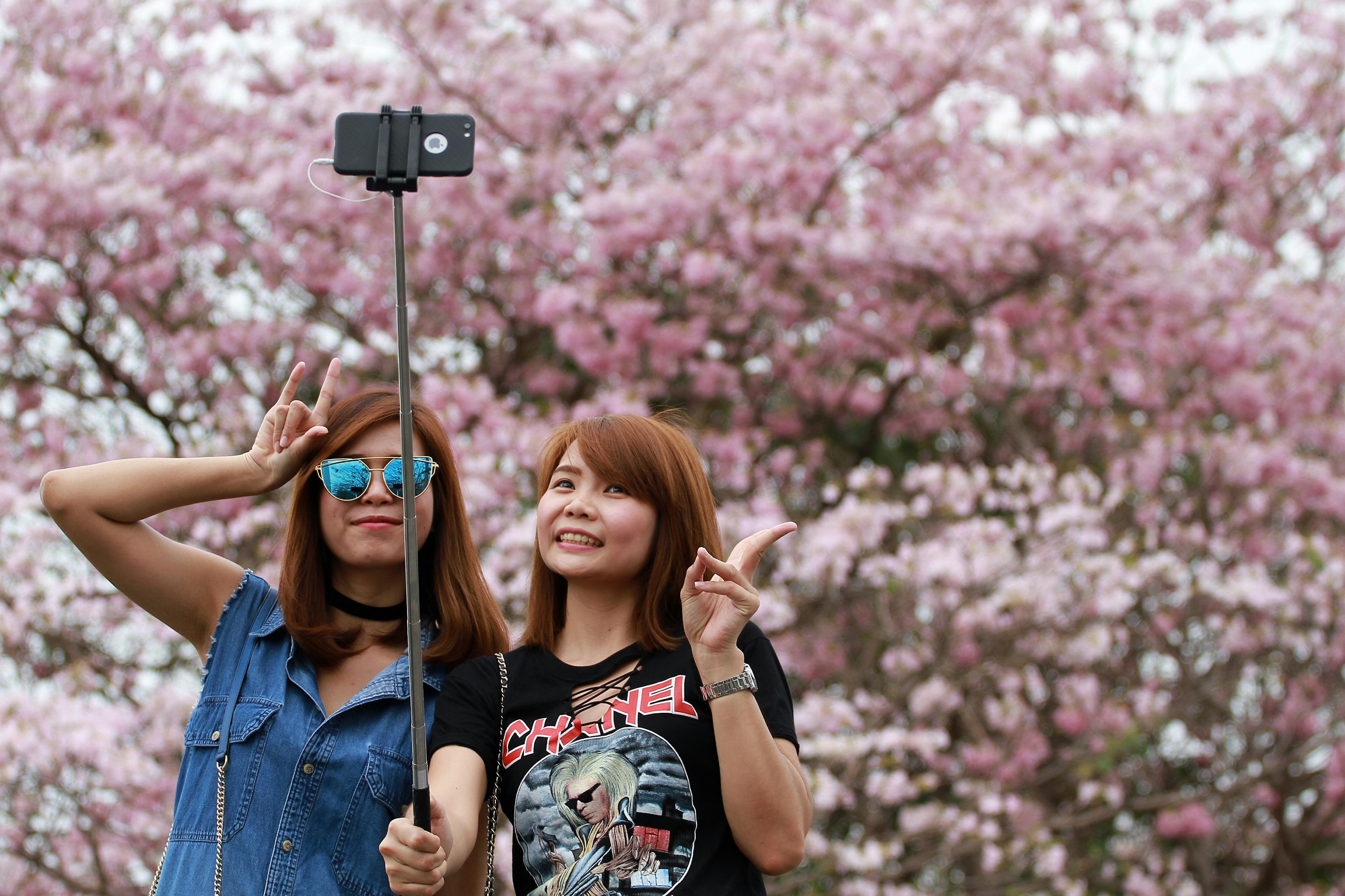 Two Thai women use a selfie stick to take a photo of the beautiful blossoming pink trumpet trees in Chatuchak Park, Bangkok.