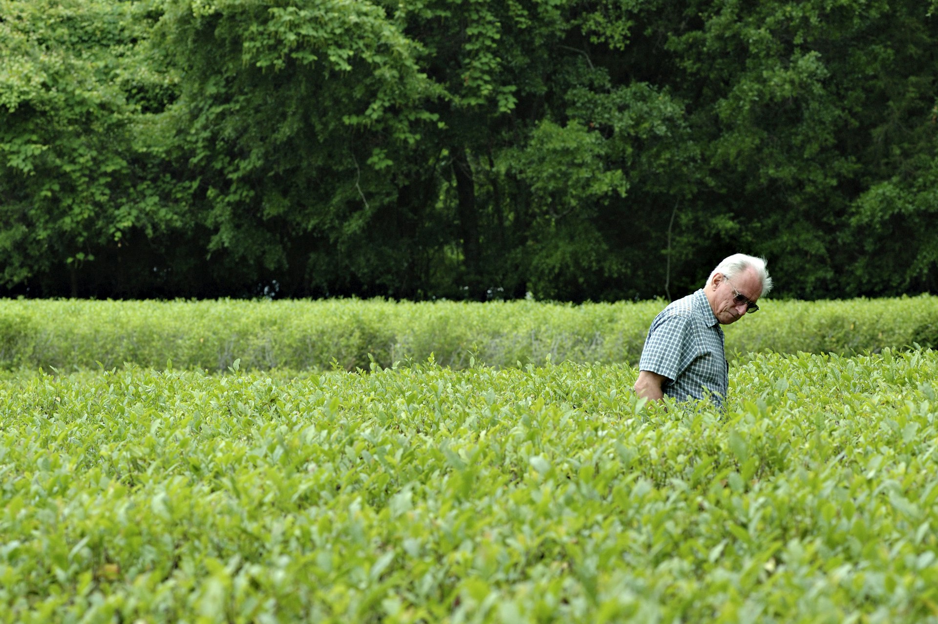 An old man wanders through the tea fields at the Charleston Tea Garden