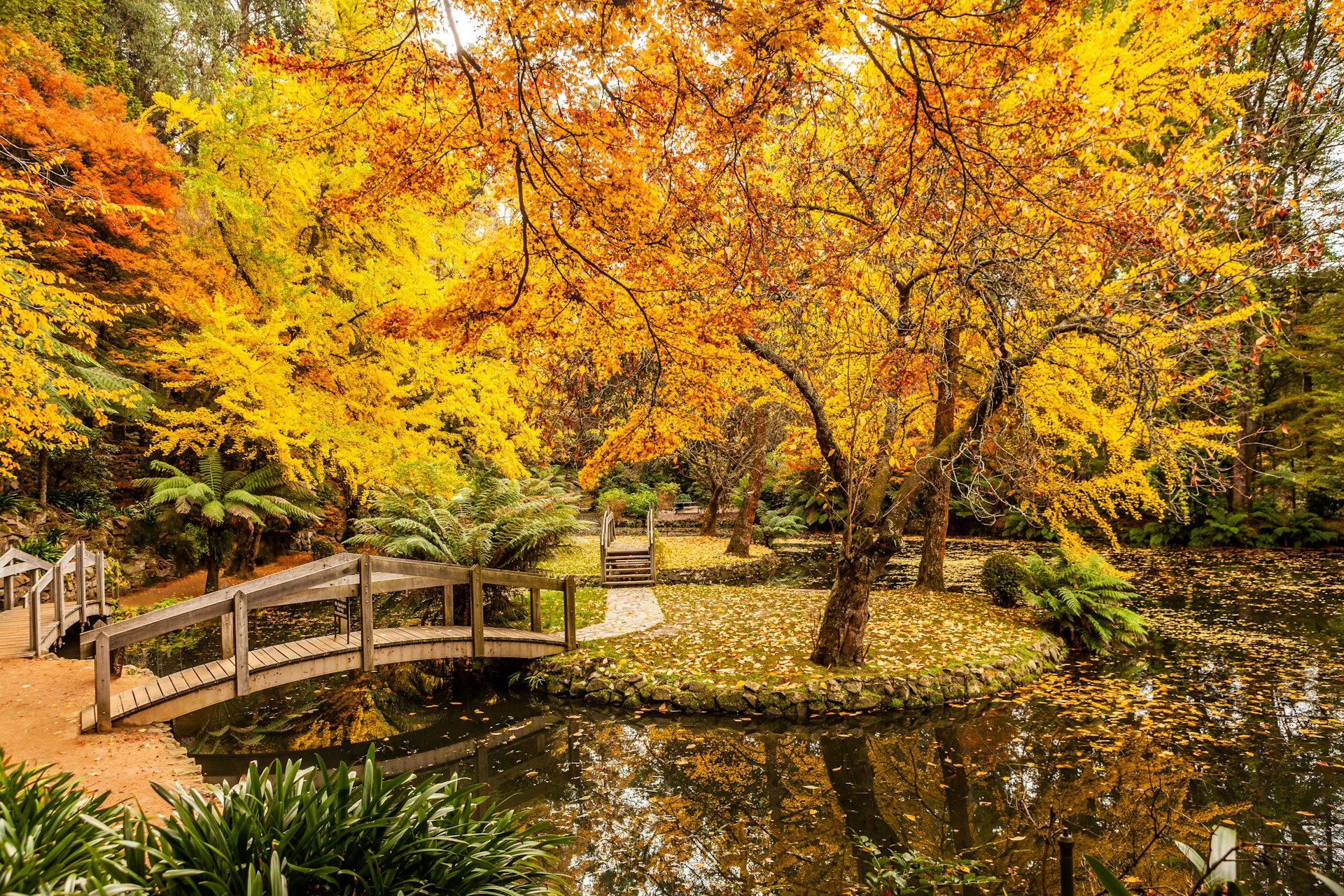 A small wooden bridge stretches over a pond to a small piece of land with a tree in full autumn color in Victoria, Australia. Orange leaves are all over the ground.
