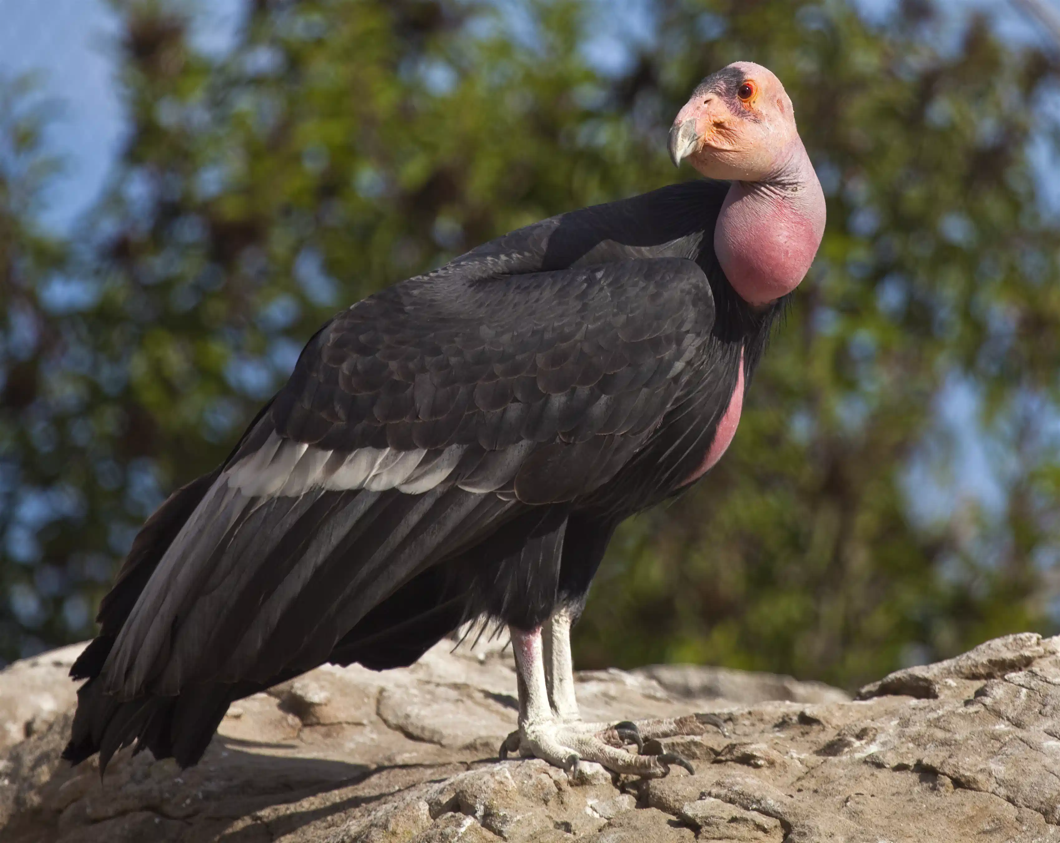 Majestic California condors to be reintroduced to Redwood National Park ...
