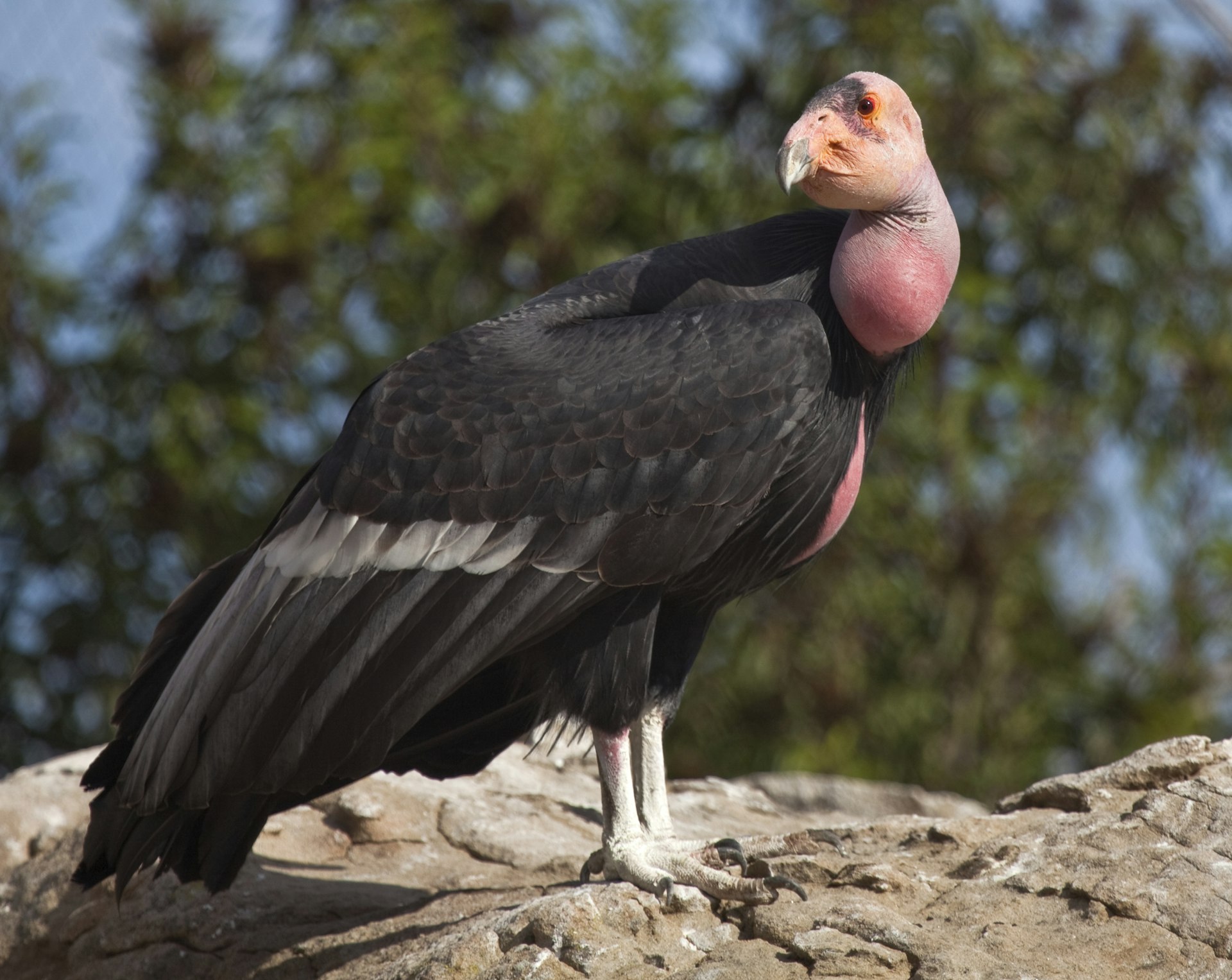 A California Condor vulture up close