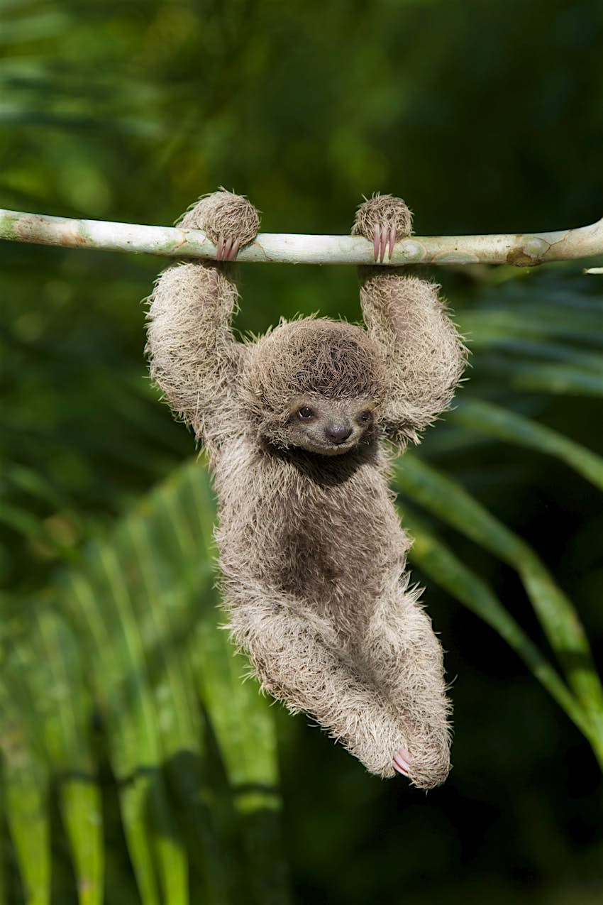Un bebé, un perezoso de tres dedos en una selva tropical de Costa Rica. 
