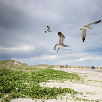 Seagulls in flight at North Padre National Park, Texas, USA.