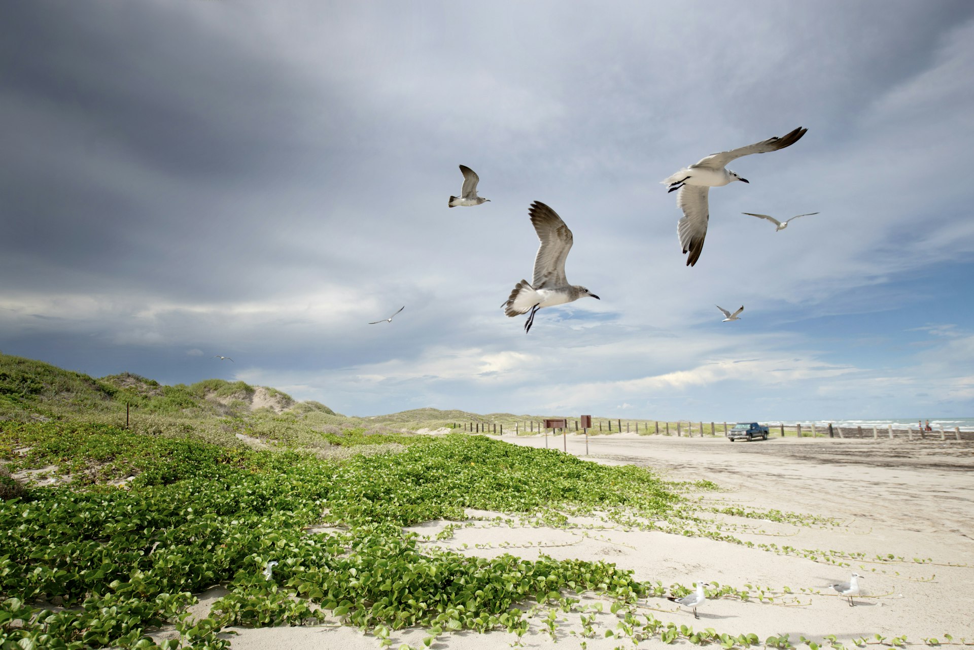 Seagulls in flight at North Padre Island, Texas.