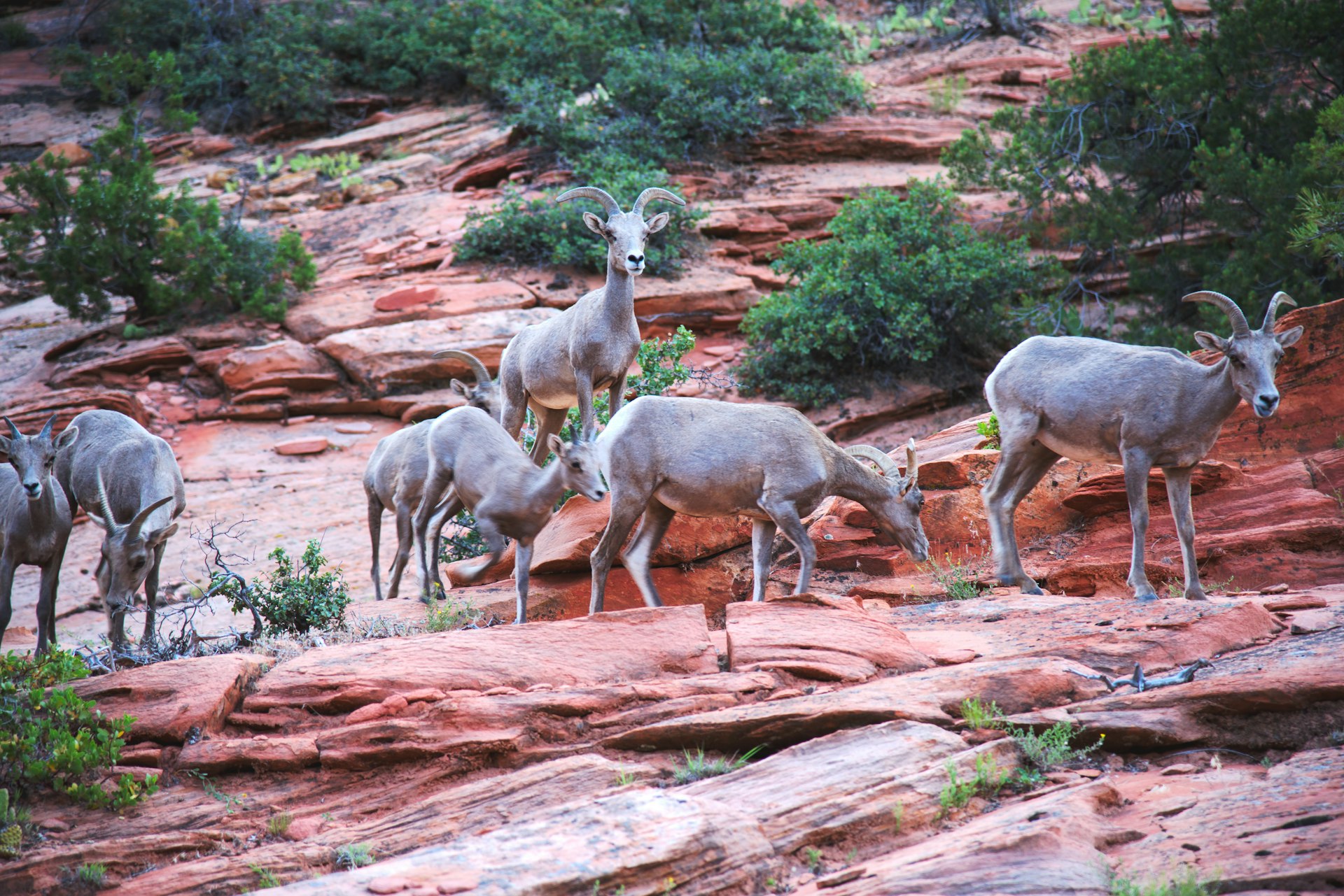 Herd of Big Horn Sheep at Zion National Park