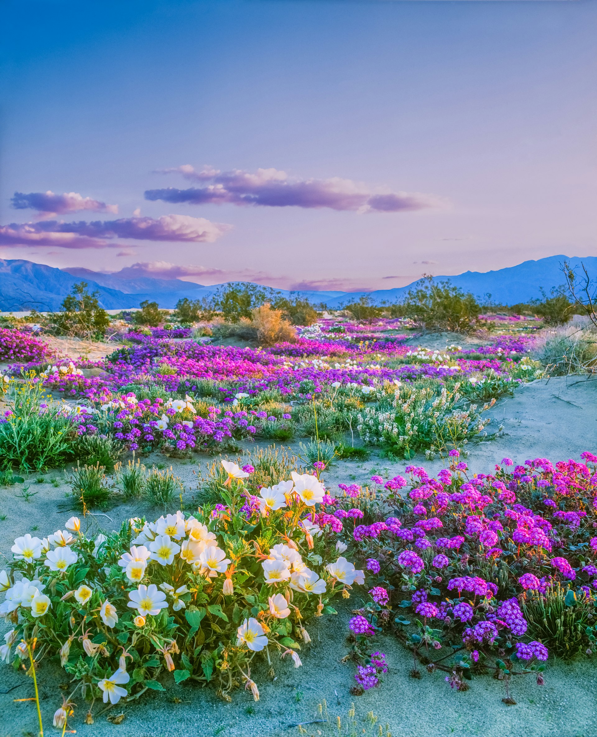 Spring wildflowers Anza Borrego Desert State Park, California
