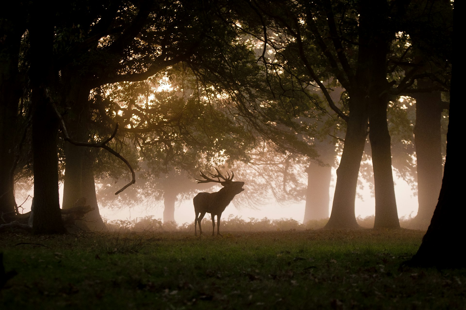 A stag in silhouette surrounded by woodland