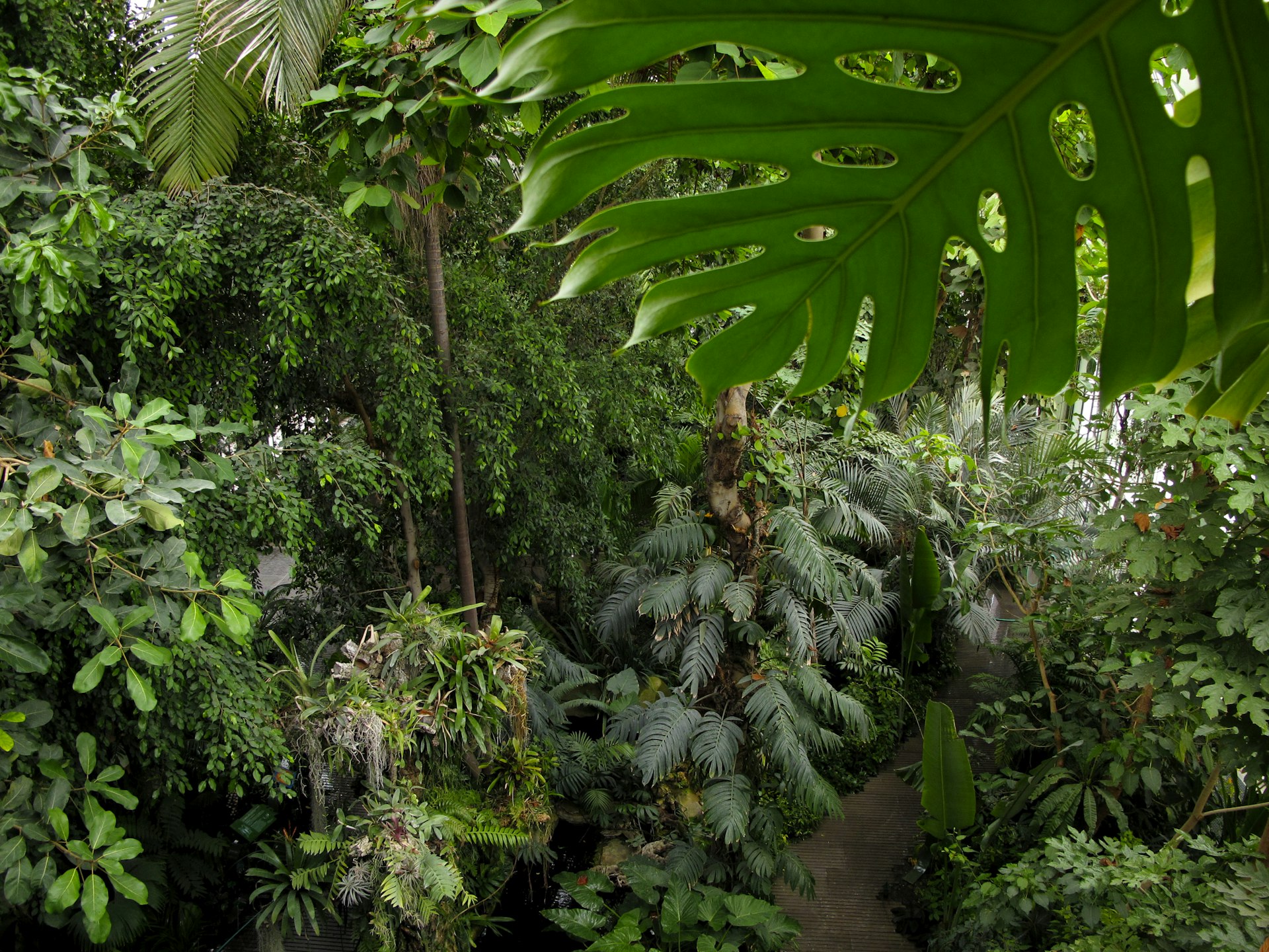 A lush tropical greenhouse is filled with plants. 