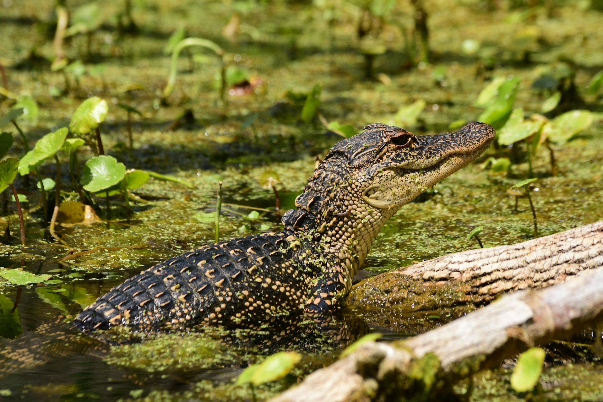Young alligator partly out of water, sunning on branch