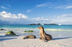 Galapagos sea lions (Zalophus wollebaeki) sunbathing in the late afternoon on a beach at Espanola island..