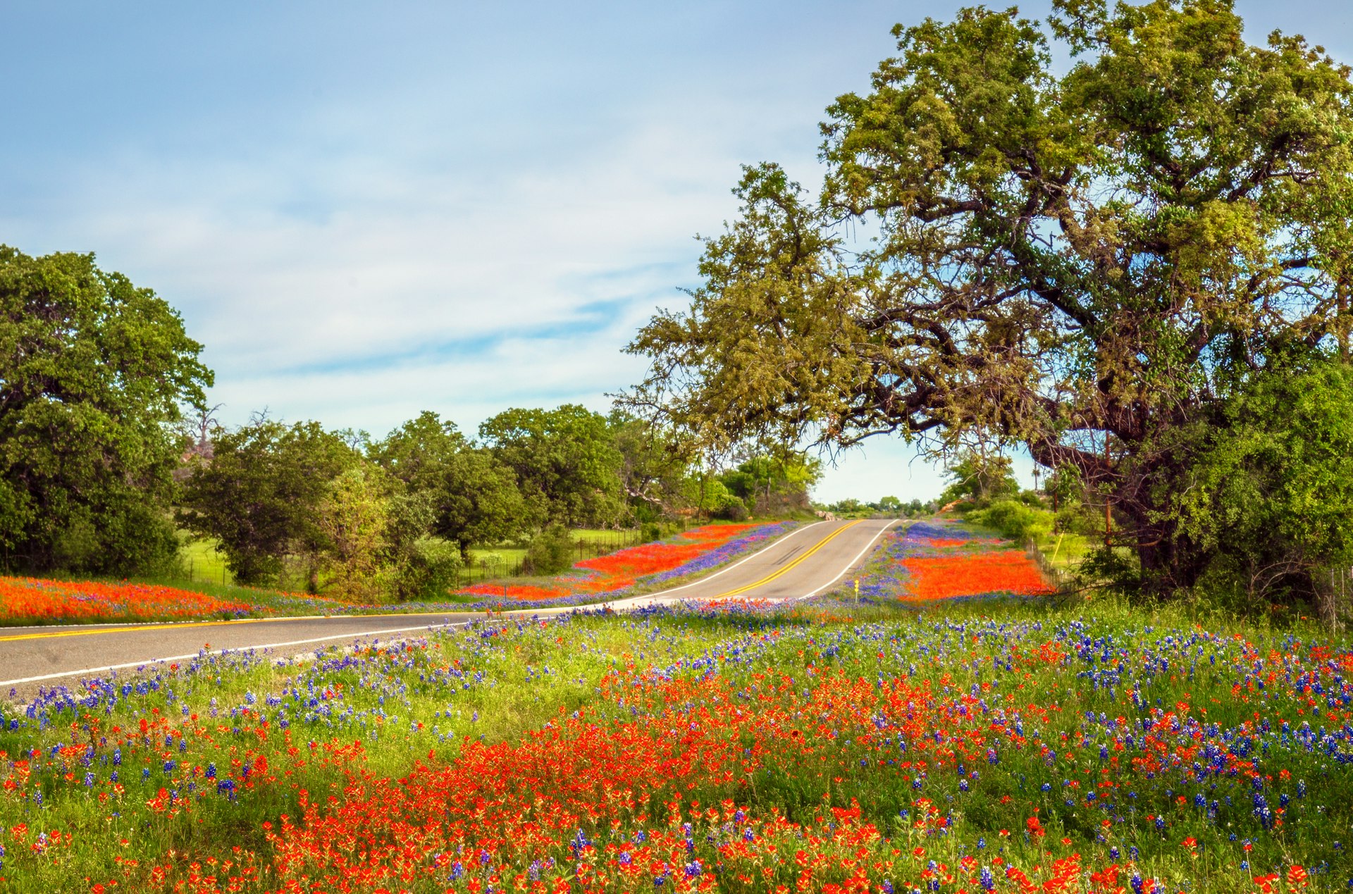 An empty road lined with wildflowers in lovely hues of red and blue on a spring day