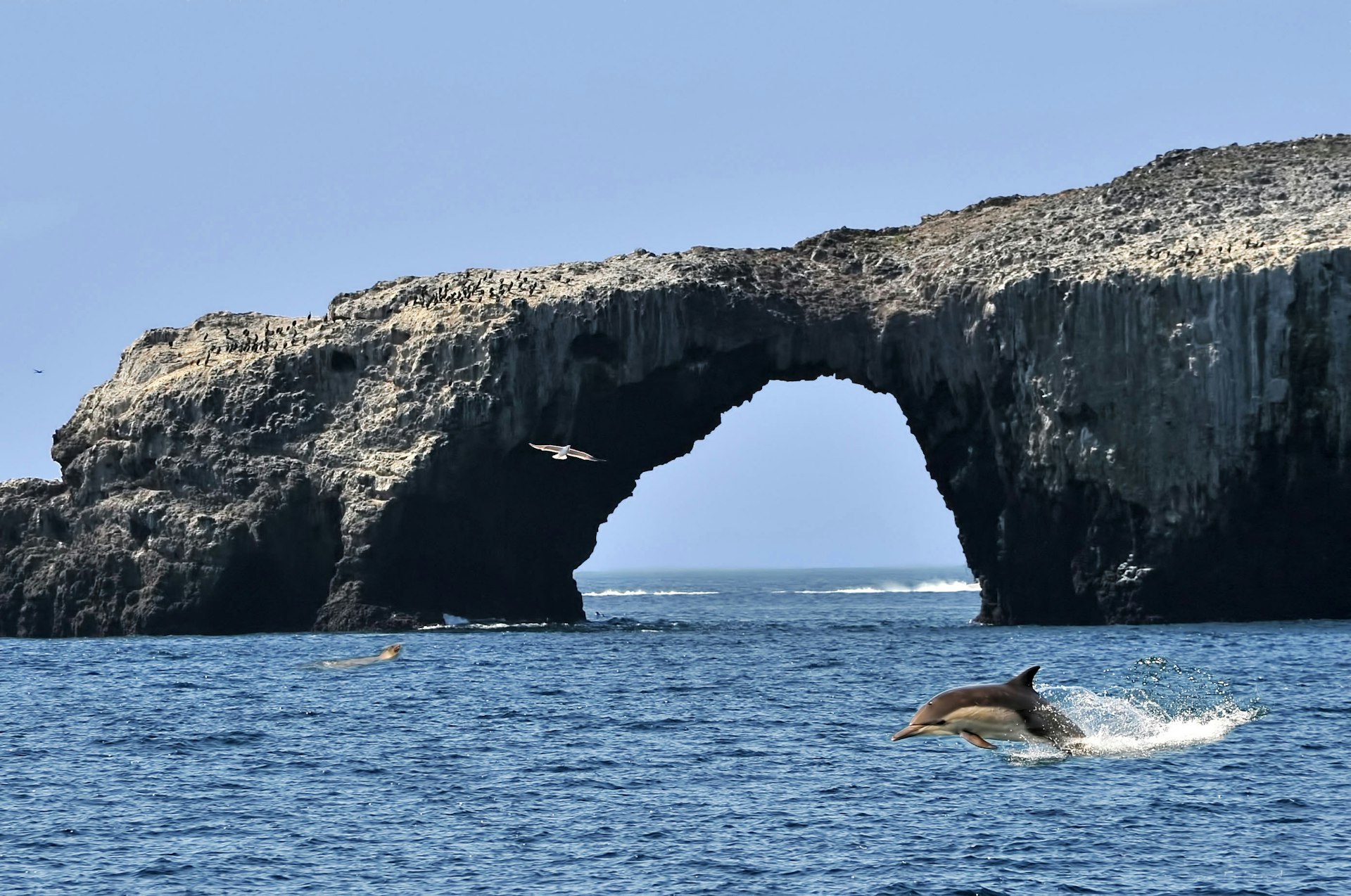 Dolphin jumping out of the water in front of a rock arch formation