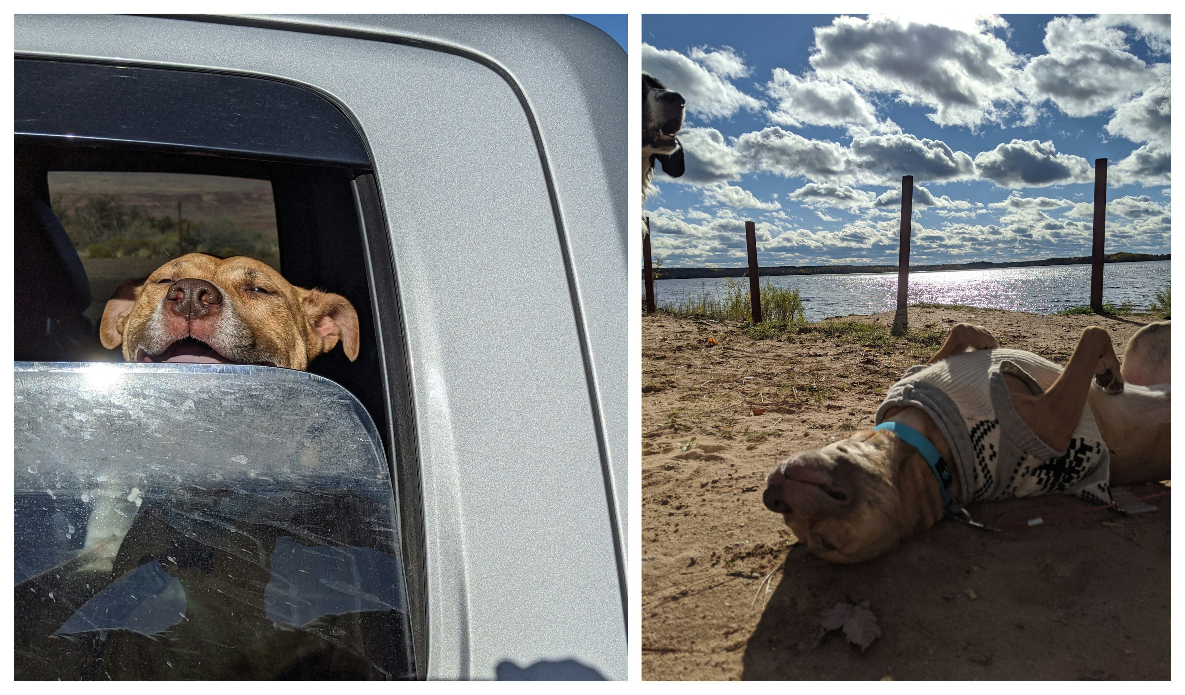 The pitbull living her best life on the road