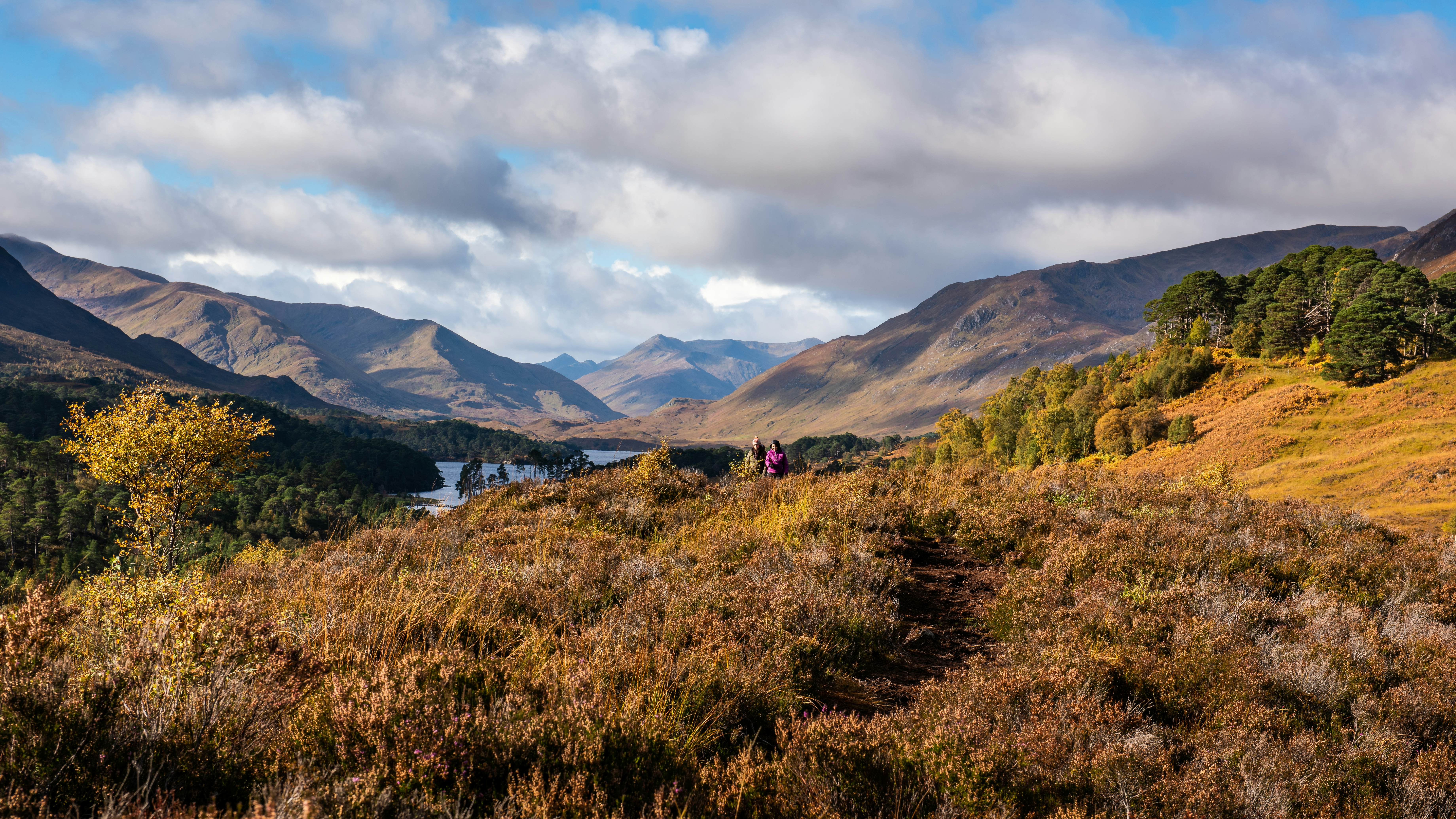 Baglæns interview Nøjagtighed The biggest rewilding project in the UK will restore vanishing ecosystems  in the Scottish Highlands