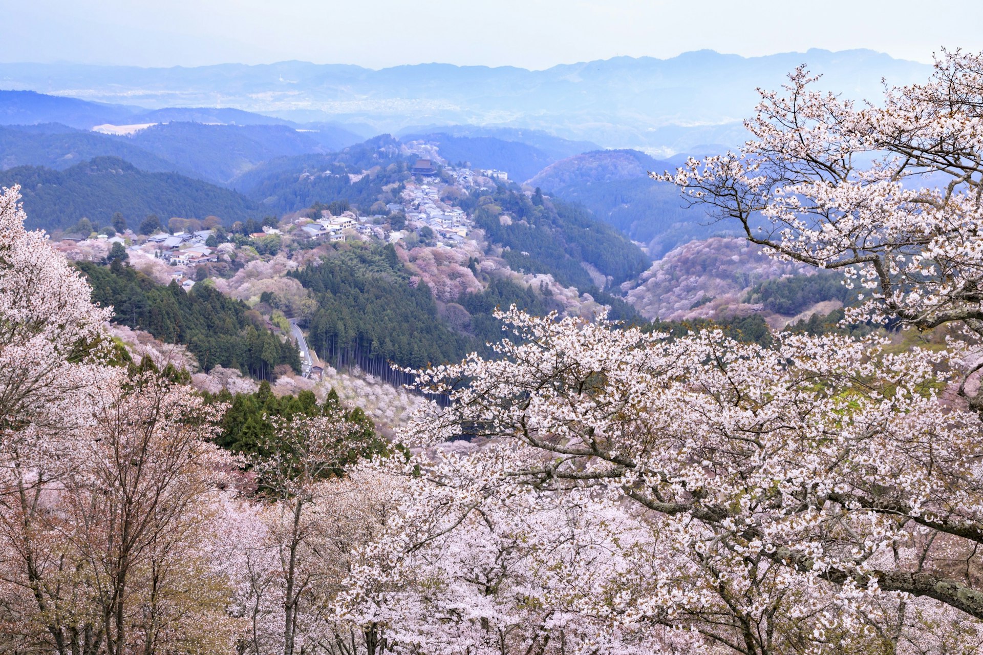 Kinki_Spiritual_cherry_trees.jpg