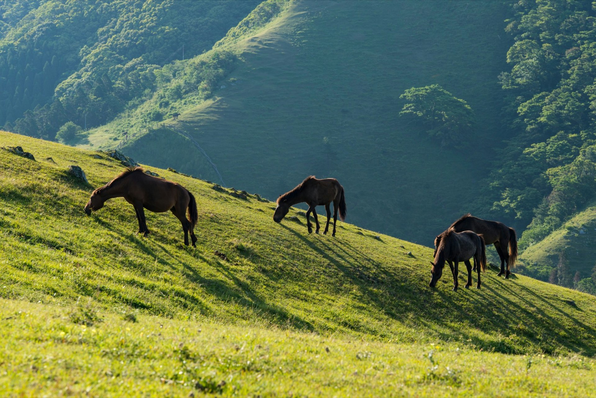 Kyushu_Outdoors_Cape_Toi_Horses.jpg