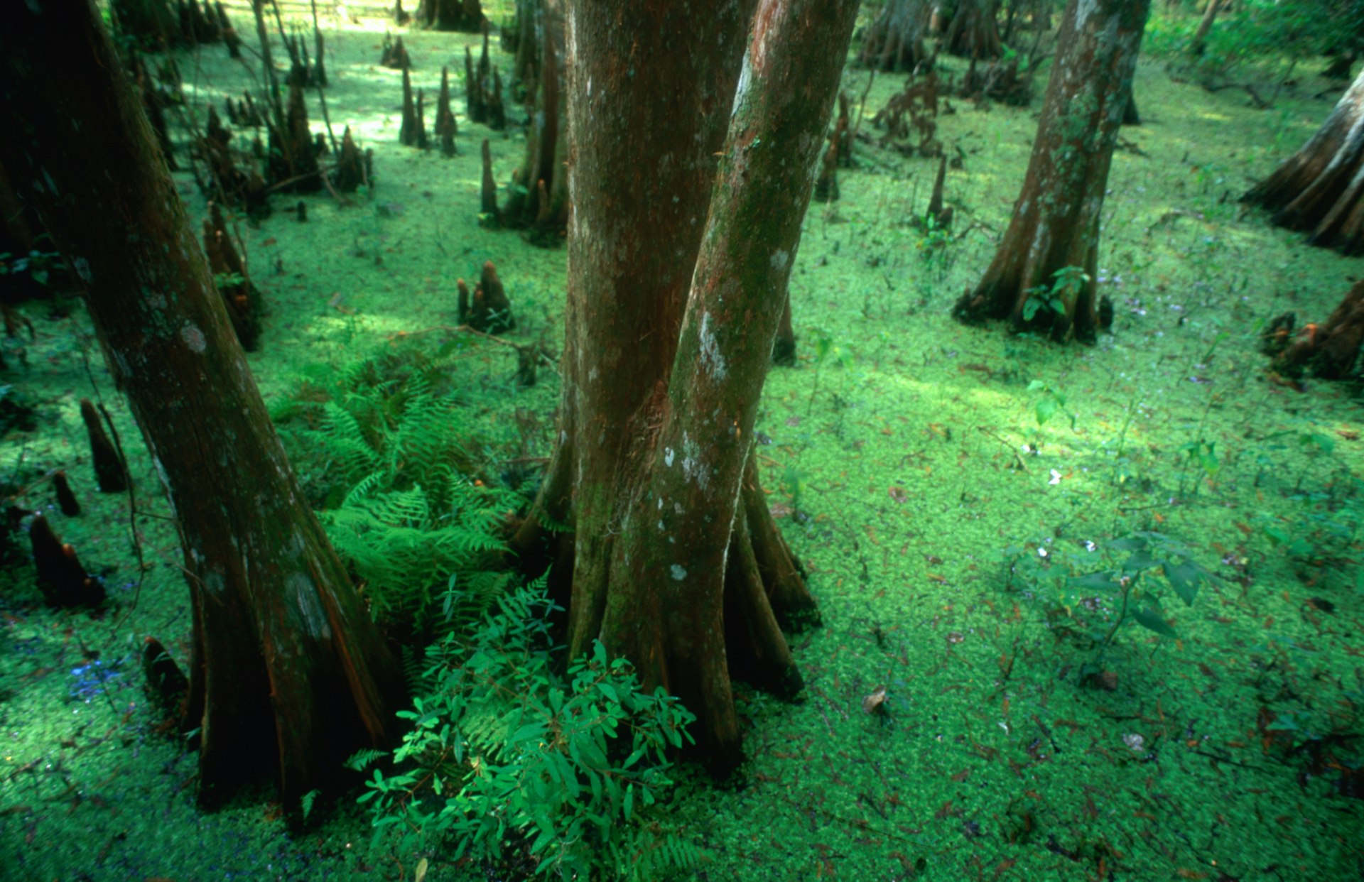 Trees are pictured in a New Orleans forest.