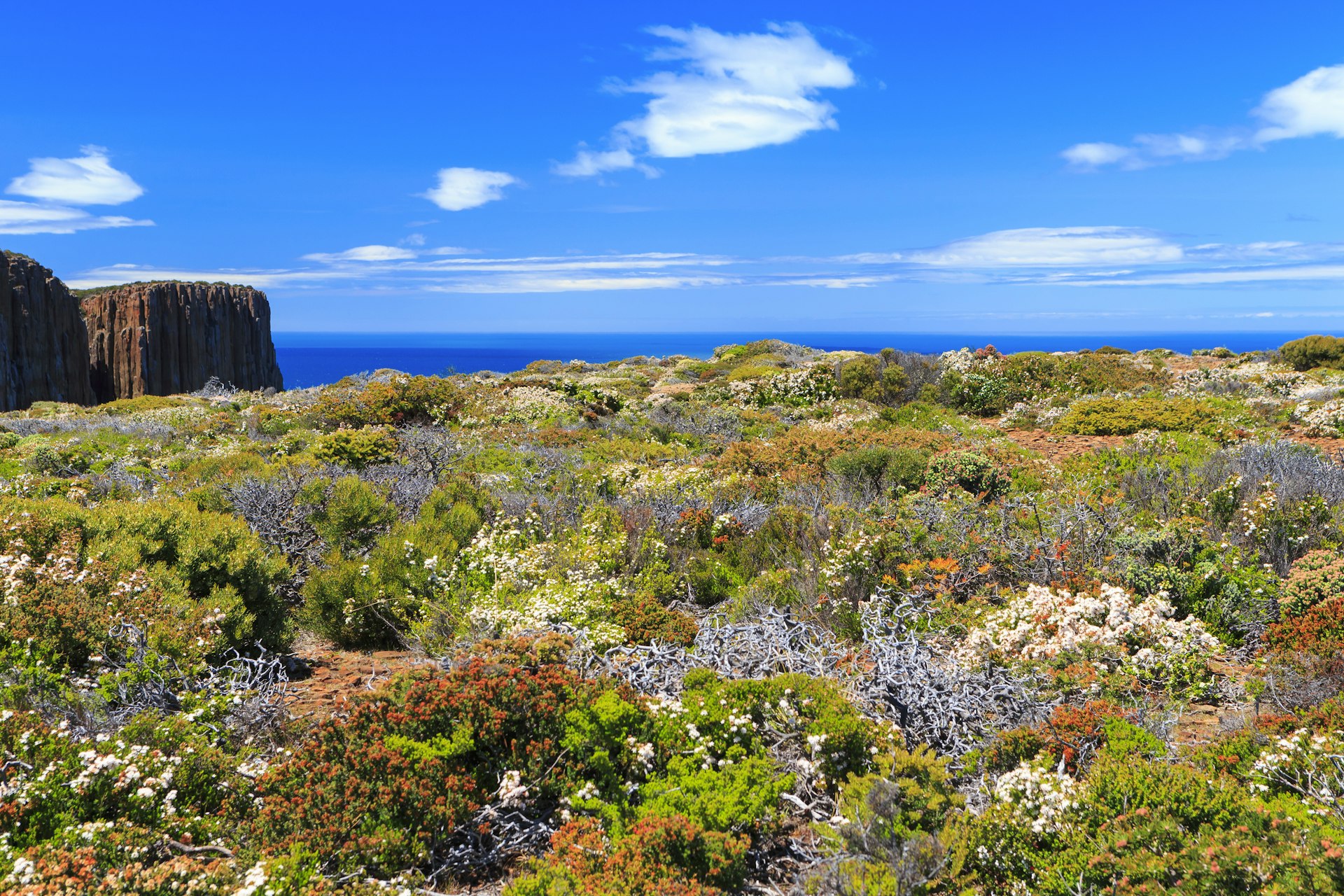 Orange, purple and white wildflowers stretch across a clifftop in Tasmania, Australia.