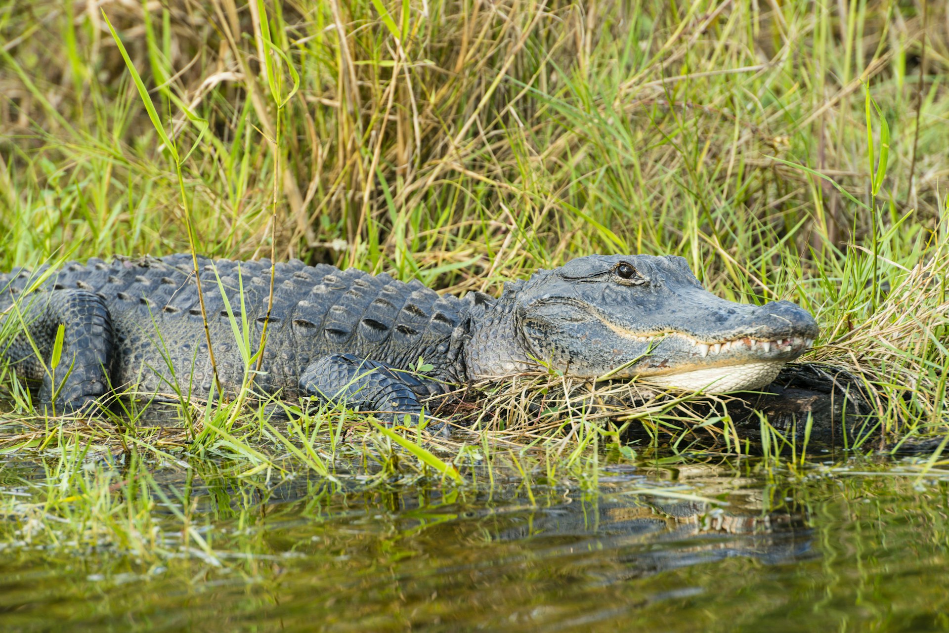 An alligator swims in a swamp. 