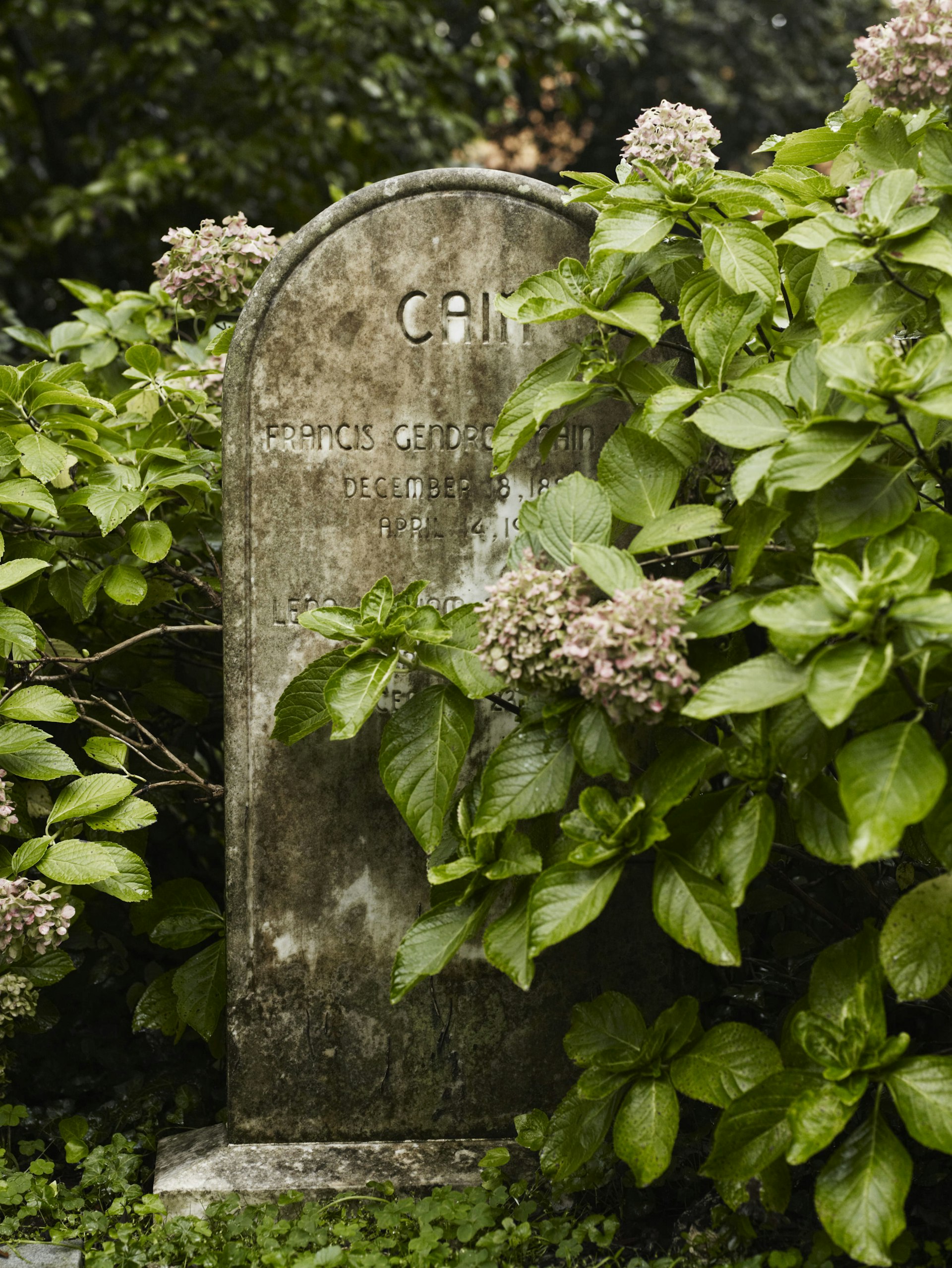 Overgrown headstone at a graveyard in Charleston 