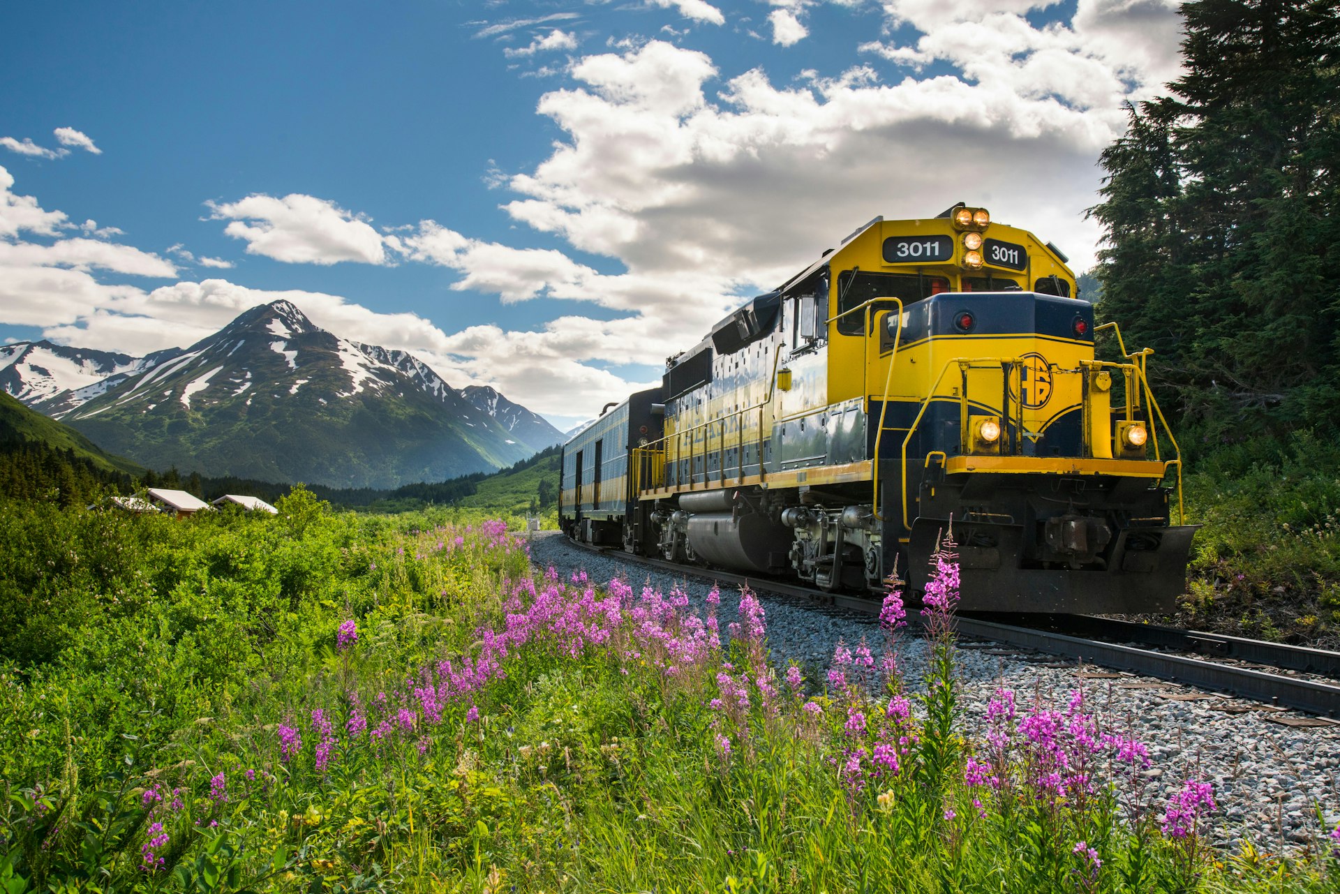 A yellow and blue train passes through a landscape with pink fireweed, with a mountain in the background