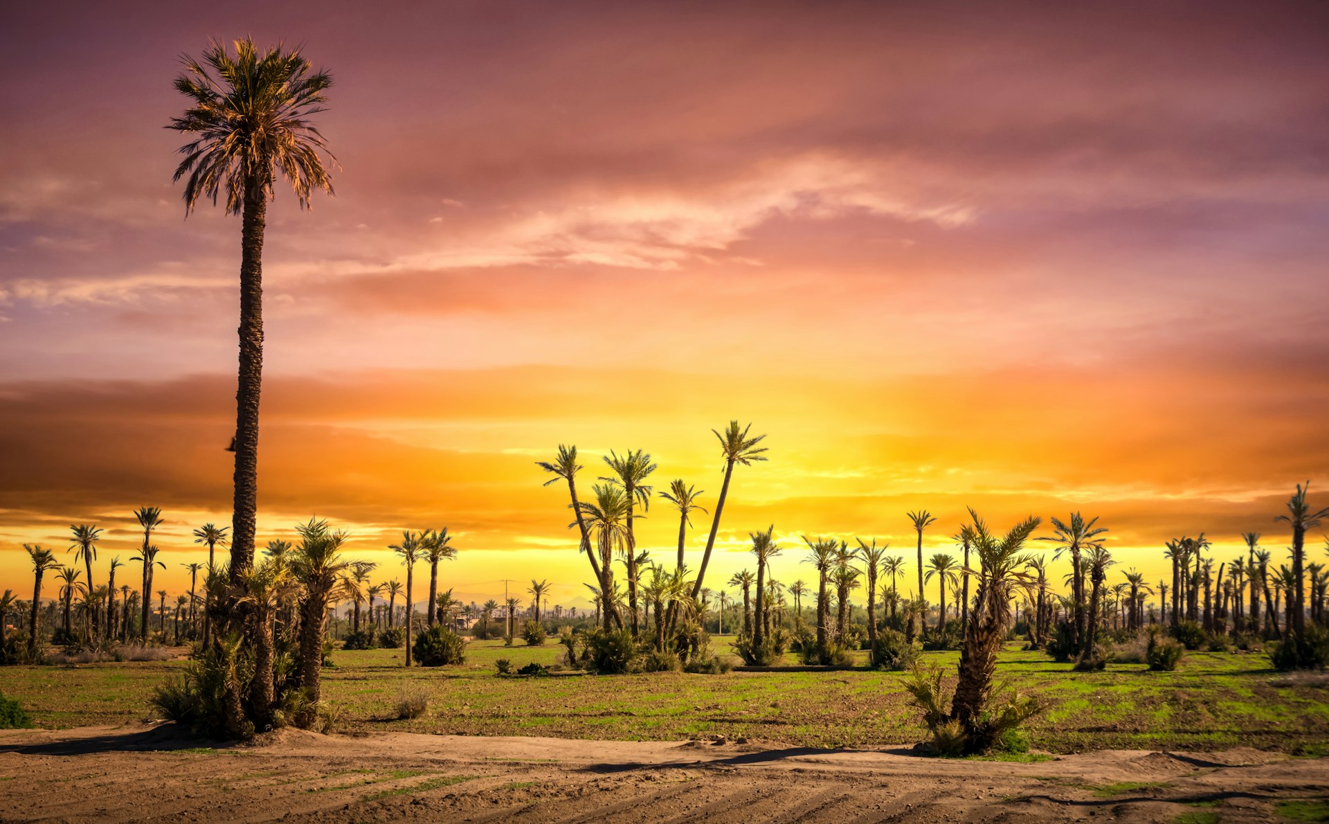 Sunset at the Palmeraie in Marrakesh, Morocco