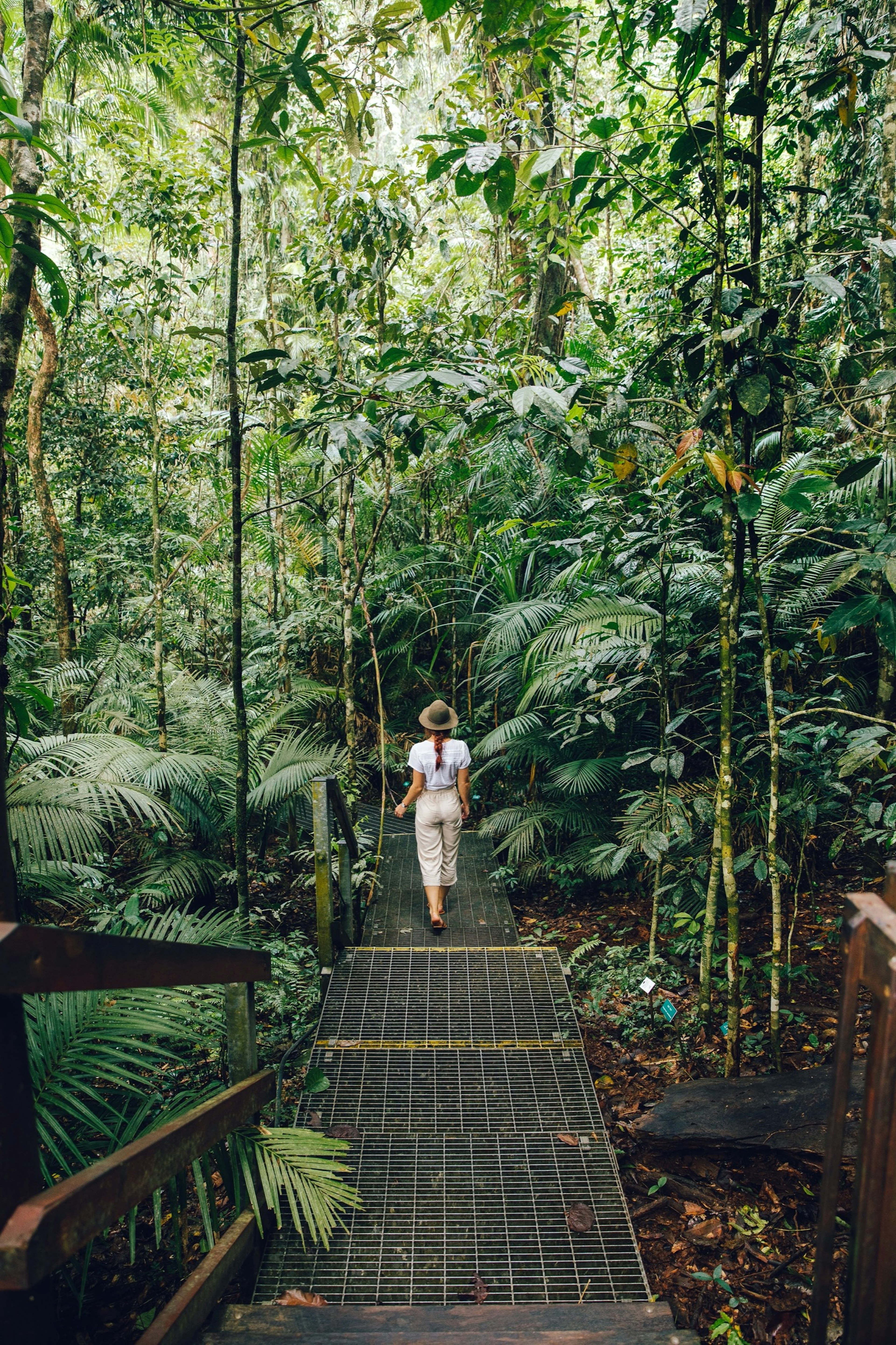 Queensland_Land_Daintree_Discovery.jpg