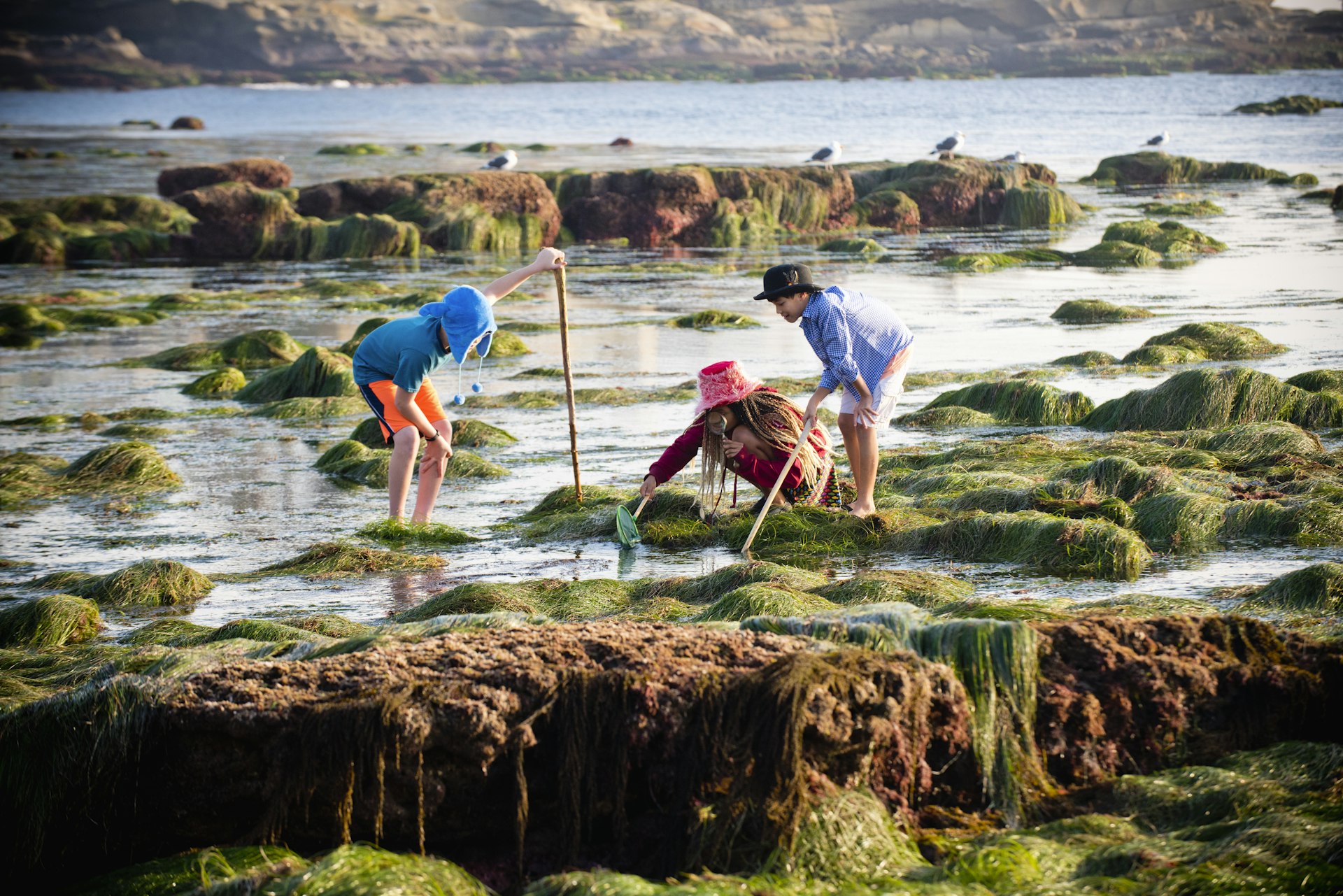 Ethnically diverse children explore tide pools with net and hats