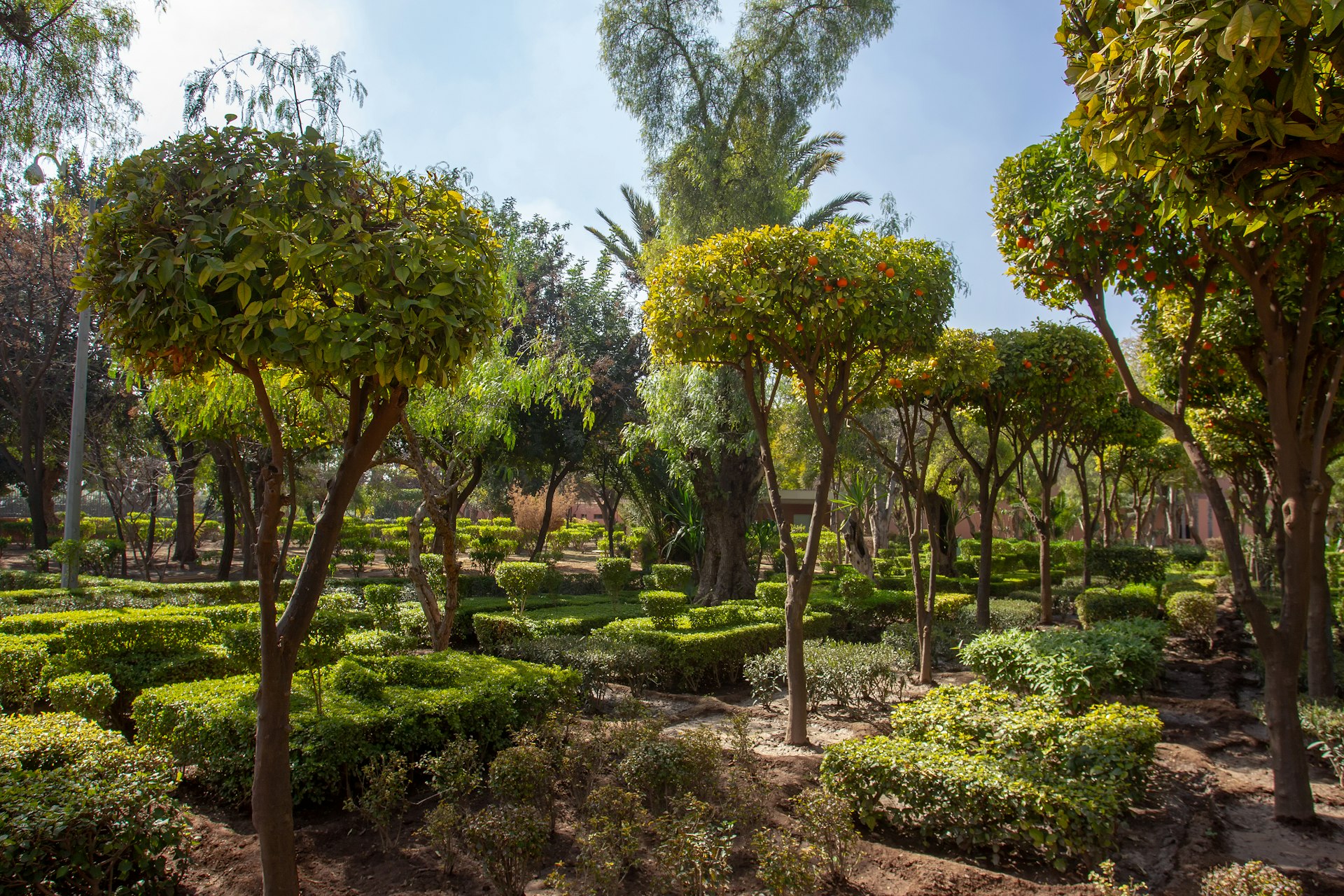 Orange trees and plants in Cyber Park in Marrakesh, Morocco