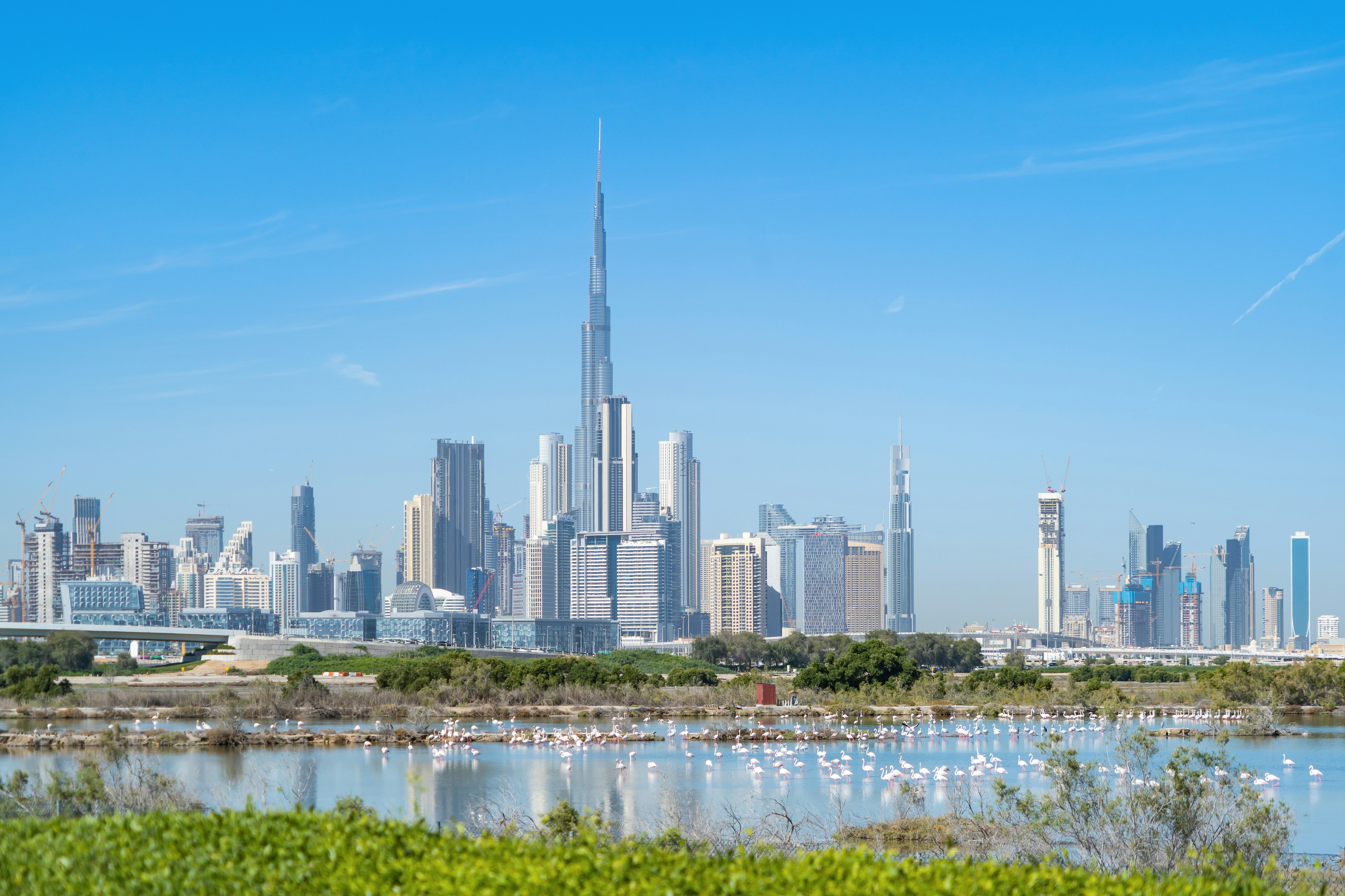 Flamingos in a pond at Ras Al Khor Wildlife Sanctuary with the Dubai skyline in the background