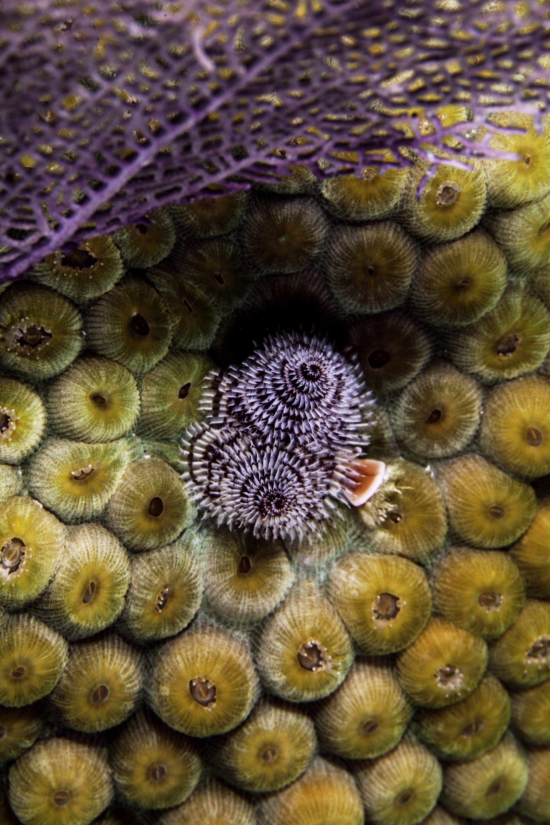 A close up of marine life on a coral formation
