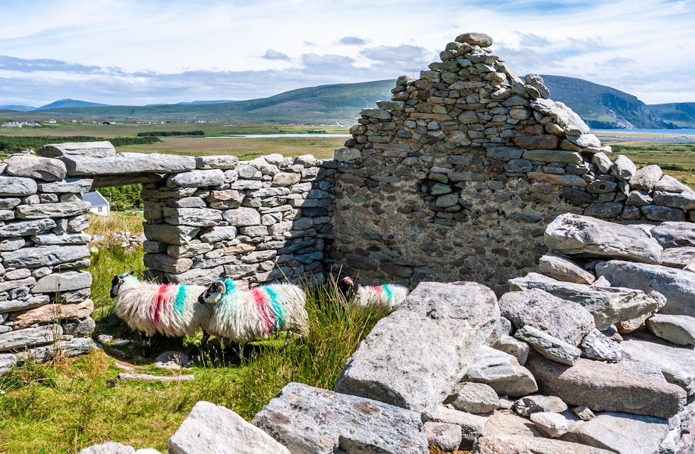 Sheep inside an abandoned dry stone cottage in the deserted village of Slievemore on Achill Island.