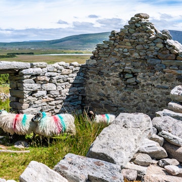 Sheep inside an abandoned dry stone cottage in the deserted village of Slievemore on Achill Island.