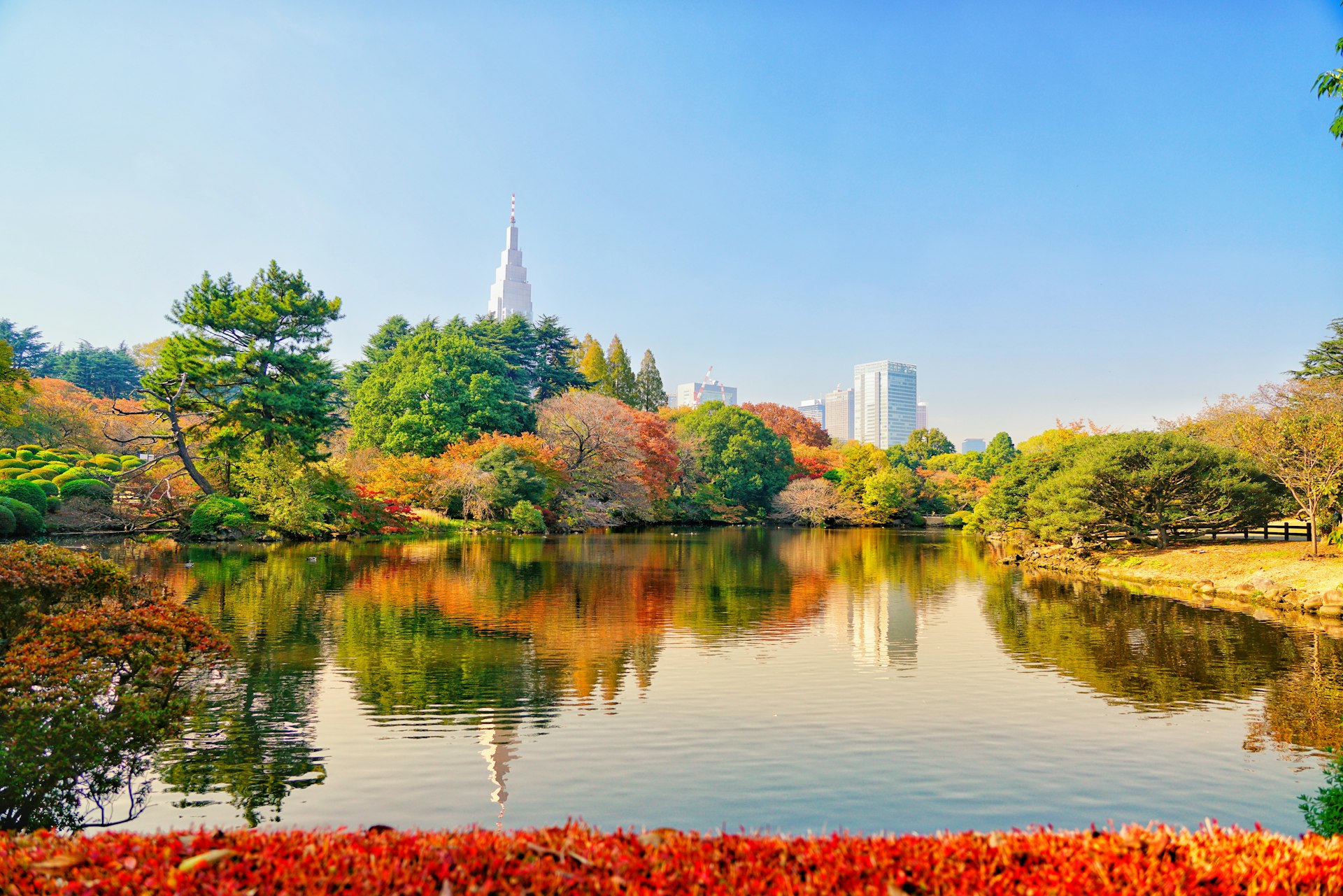 Colorful leaves at Shinjuku-Gyoen National Garden in Tokyo