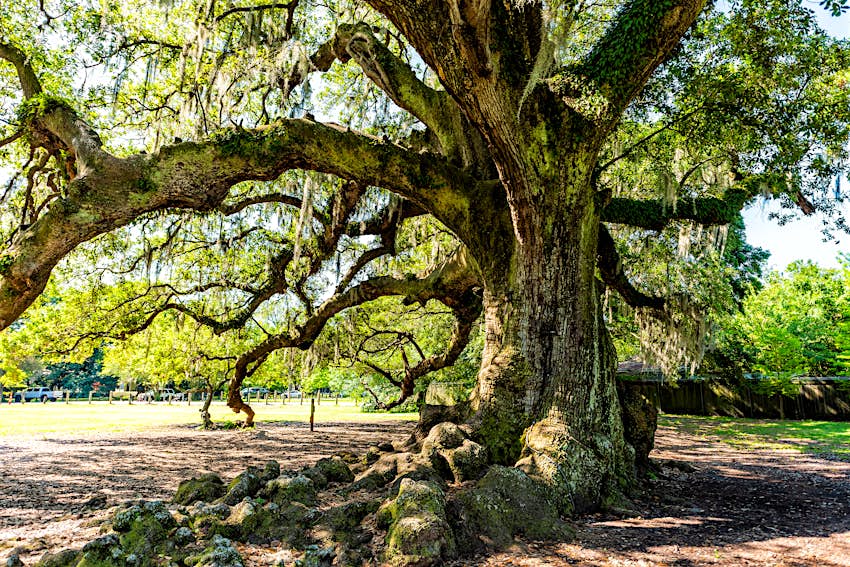 baggrund kalv tegnebog Best city parks in New Orleans – Lonely Planet
