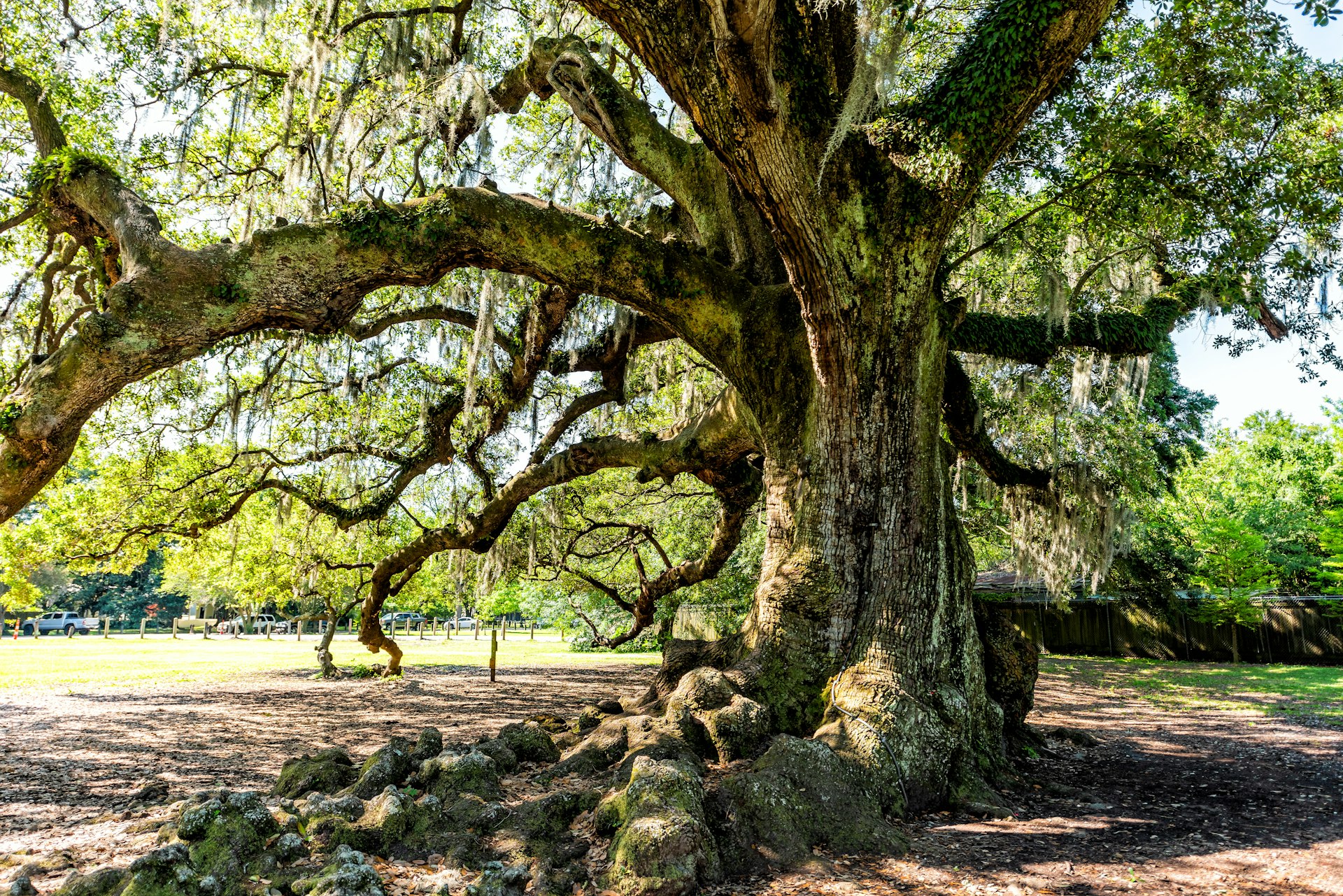 An old southern live oak in Audubon Park on a sunny spring day