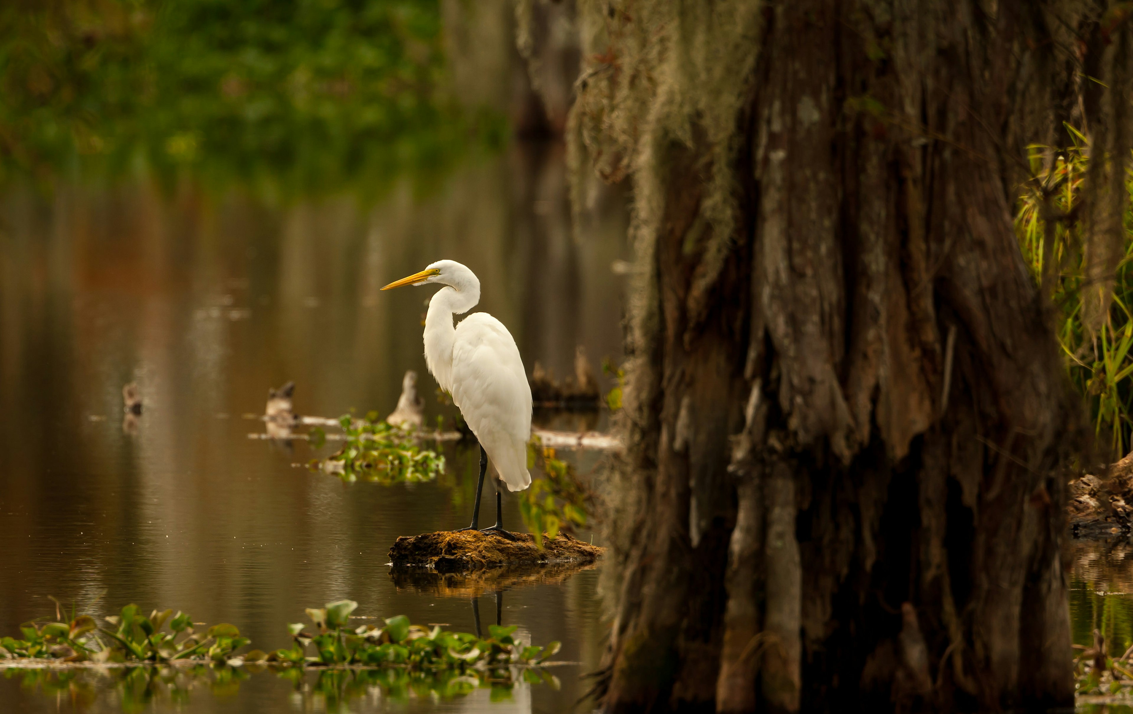 Great Egret (Ardea alba) posing on a stump in Lake Martin swamp, Breaux Bridge, Louisiana in the heart of Cajun Country.