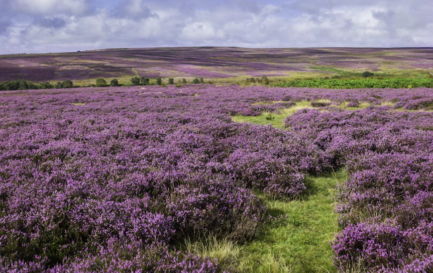 Purple heather covers the moorland landscape