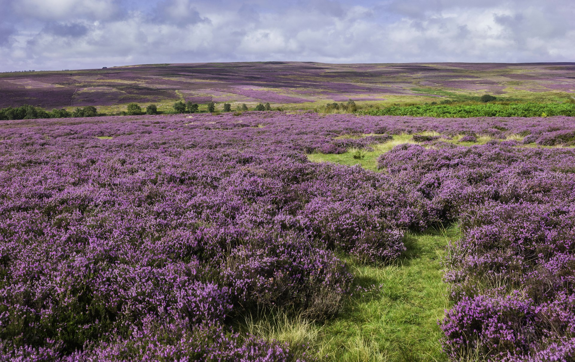 Purple heather covers the moorland landscape