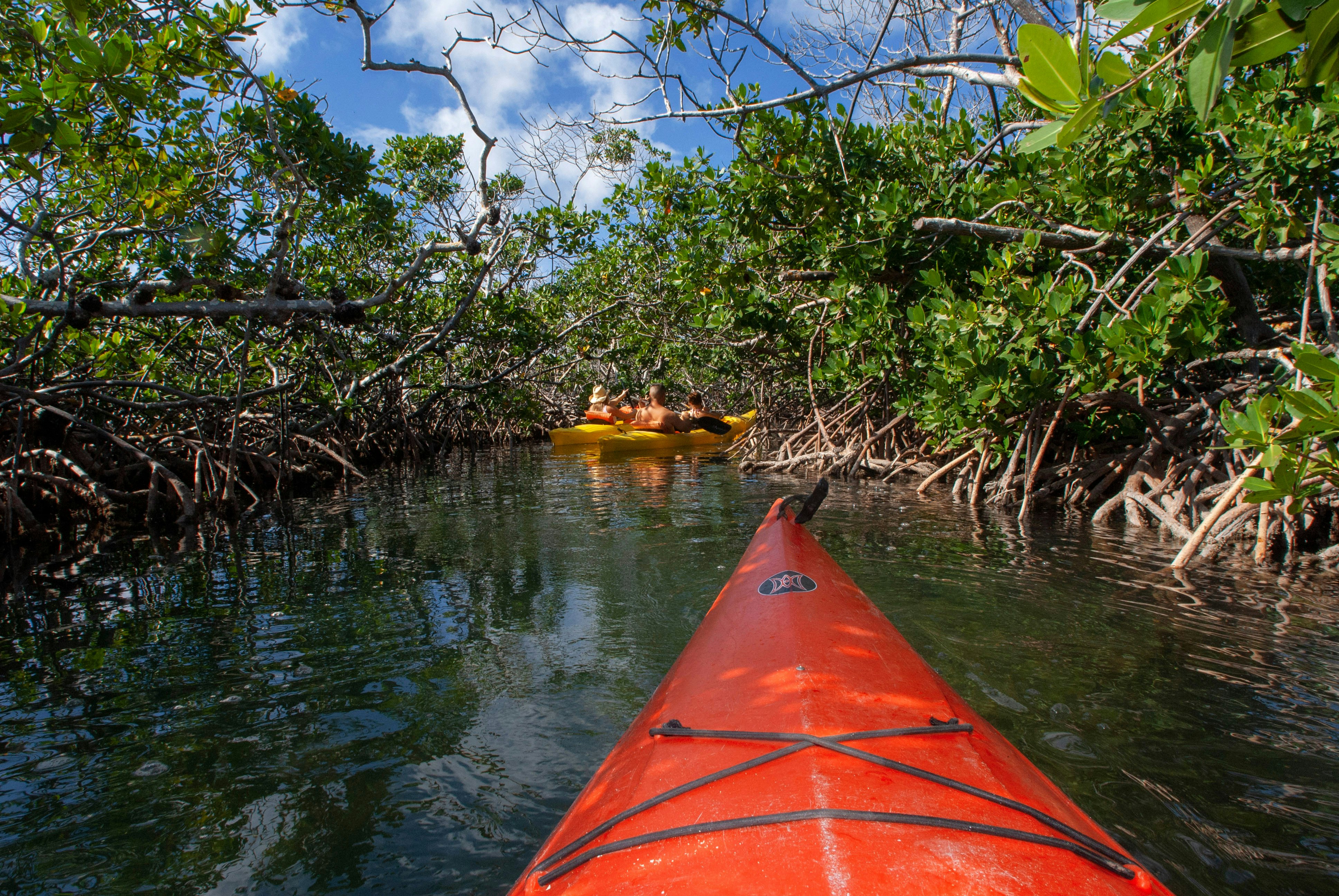 Orange kayak making its way in a mangrove in the Lucayan National Park