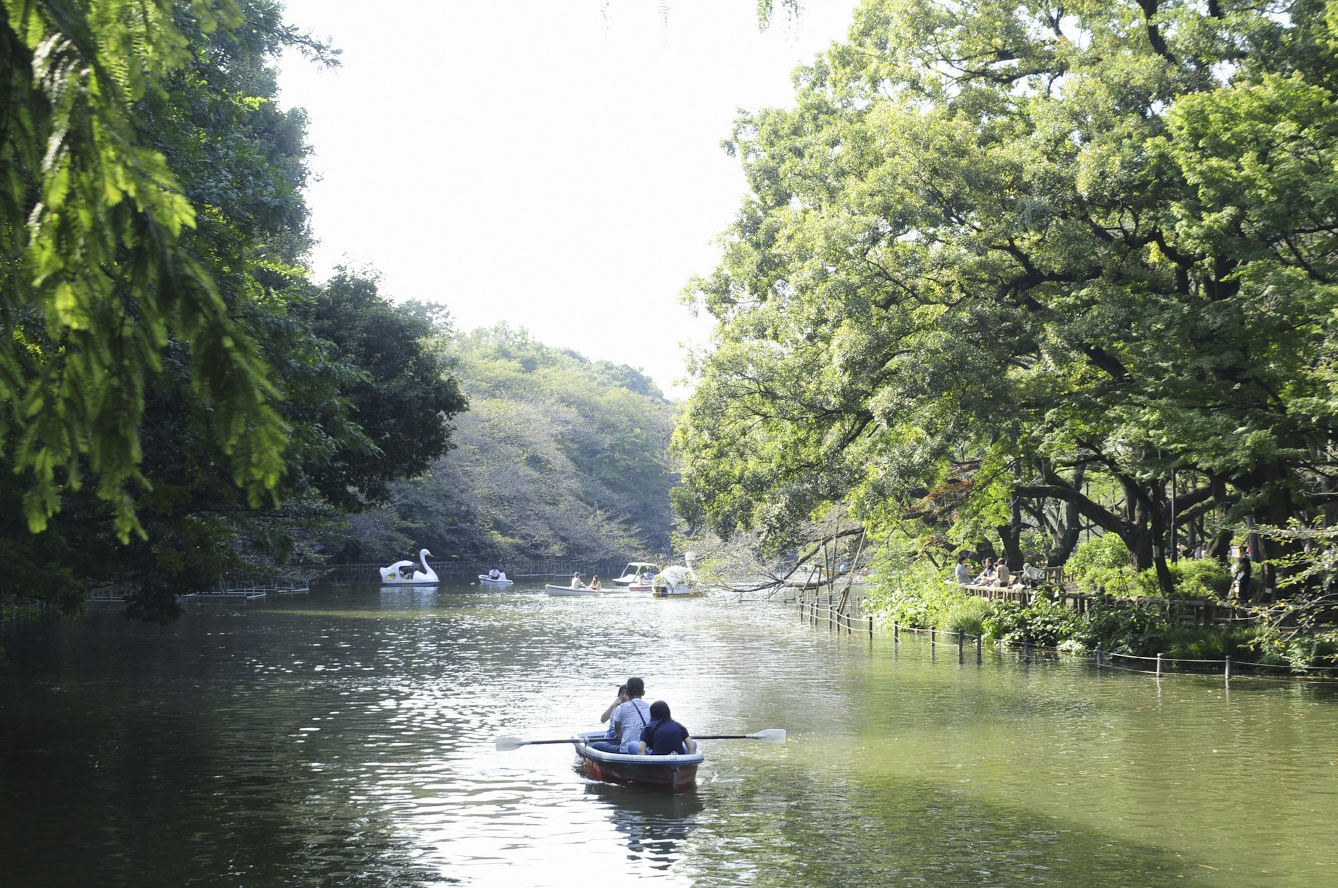 Paddling a row boat in Inokashira Park in Tokyo, Japan