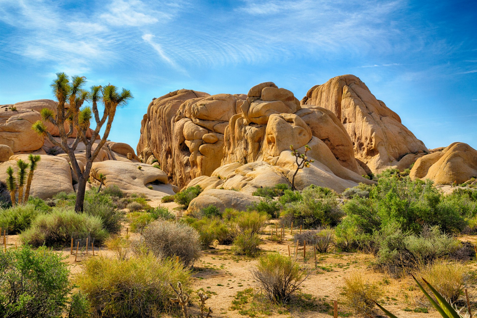 Boulders and Joshua Trees in Joshua Tree National Park in bright sunlight