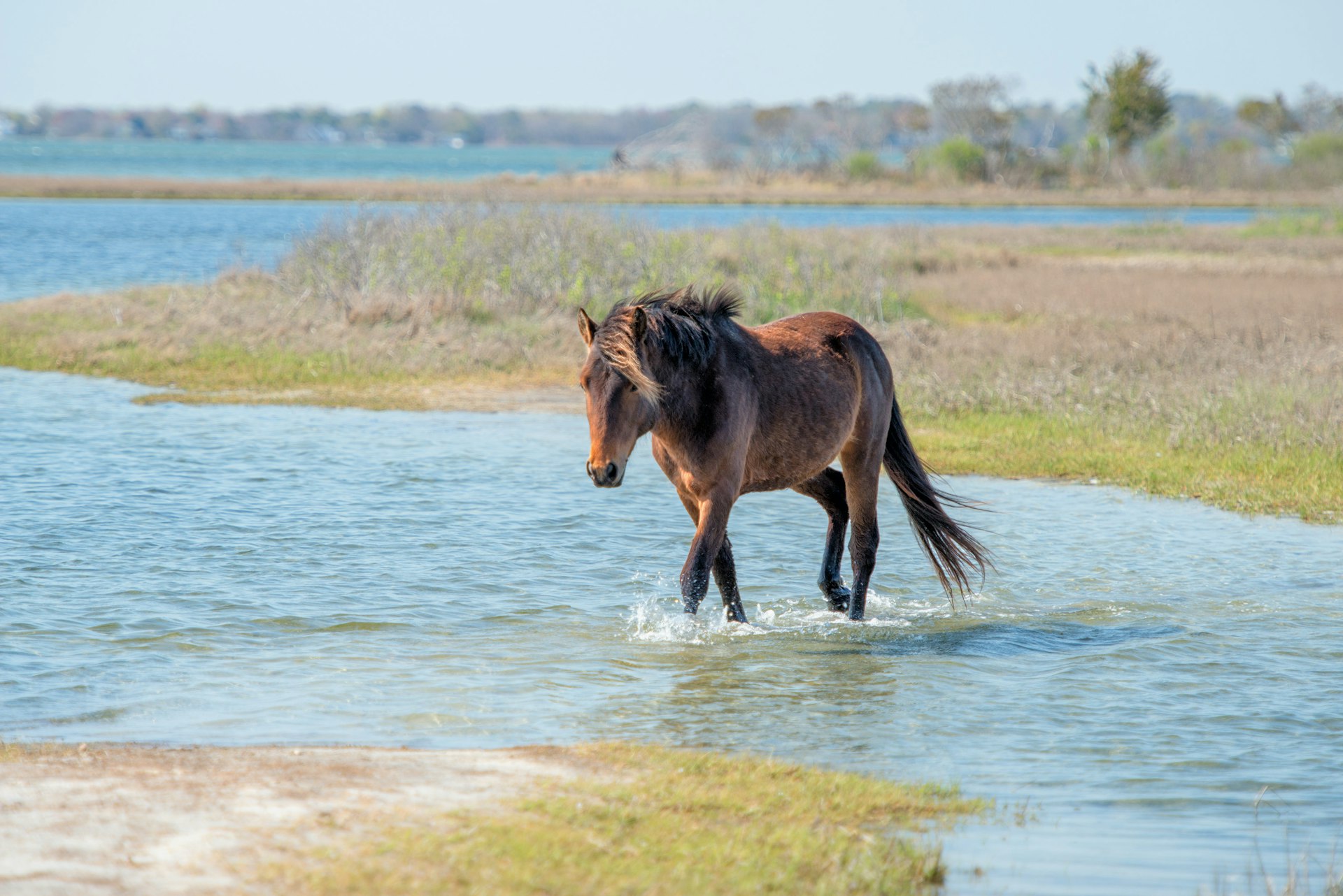 A wild pony wades through water along the beach at Assateague Island, Virginia