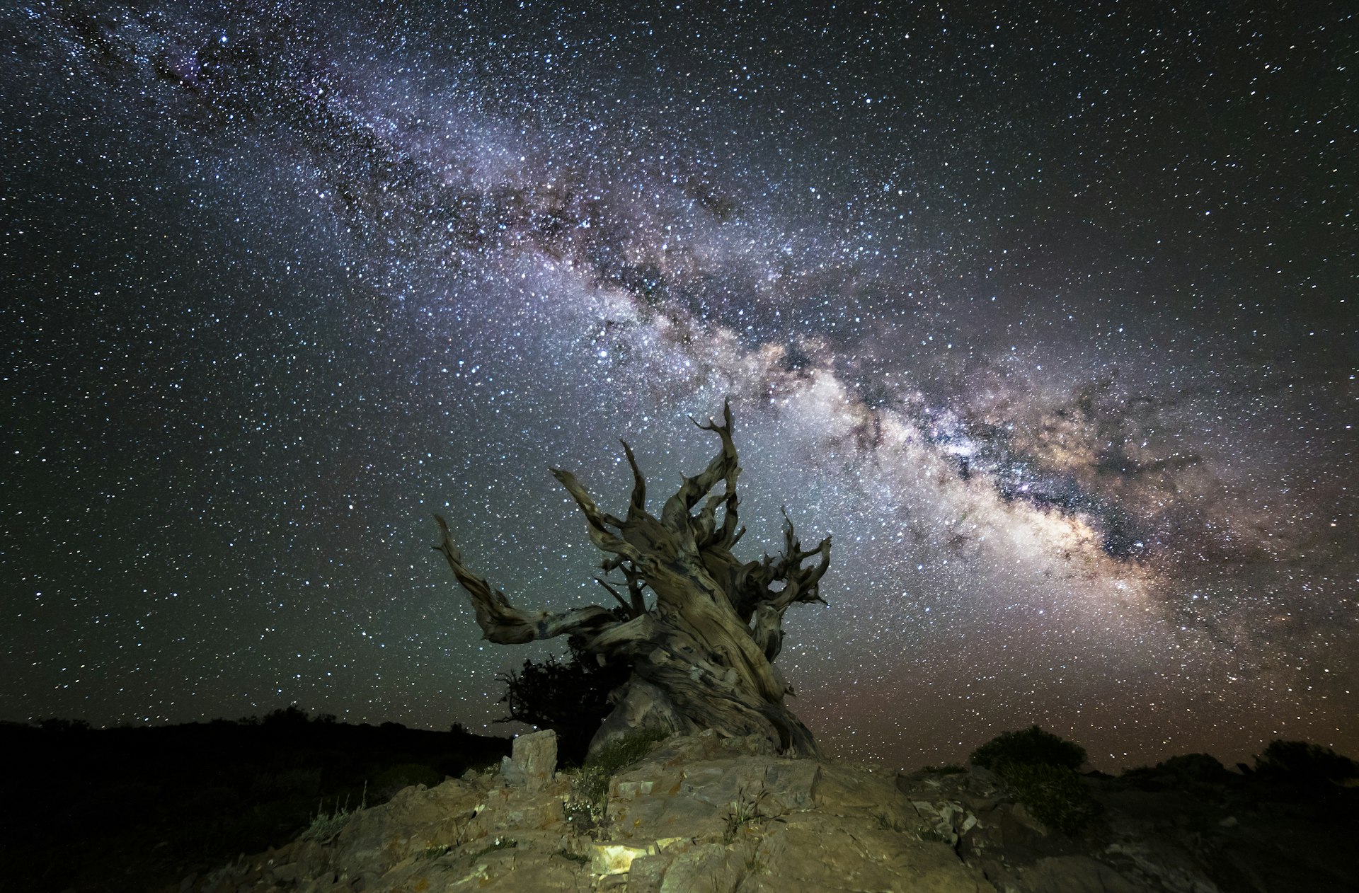 A bristlecone pine with the Milky Way overhead in Schulman Grove in Inyo National Forest 