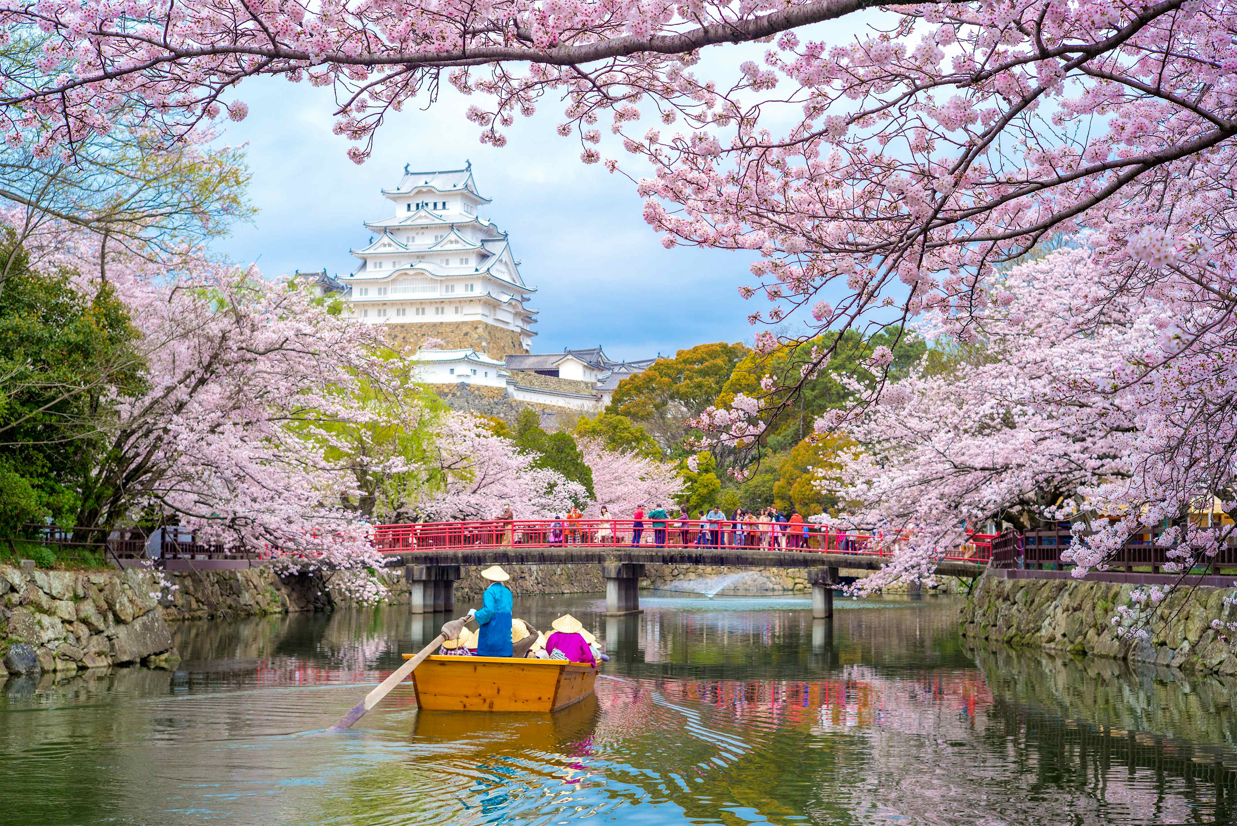 Why Kyoto's cherry blossoms have bloomed unusually early